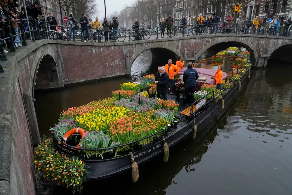 Amsterdam canal boat decorated with tulips