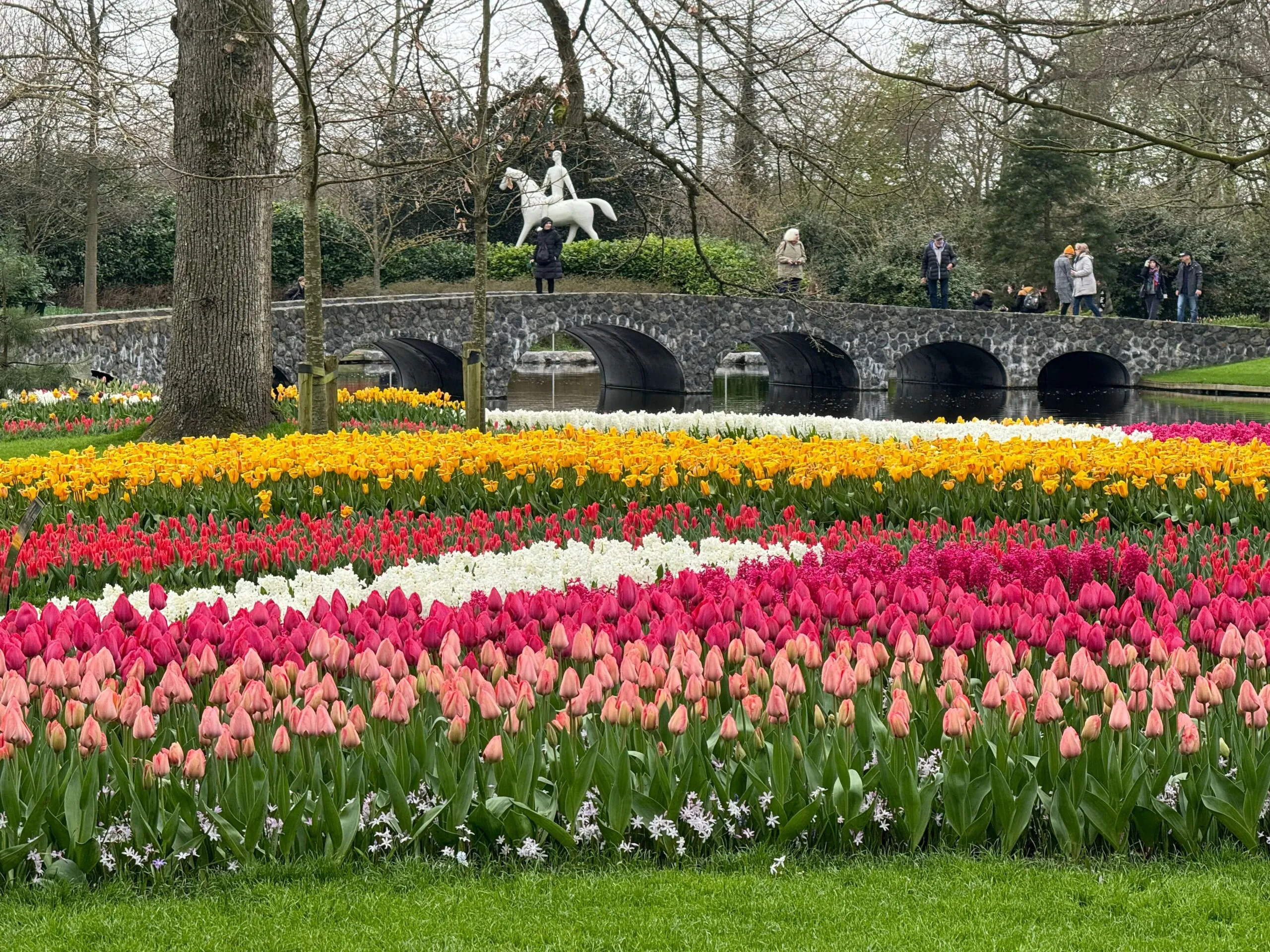 Colorful tulips at Keukenhof gardens