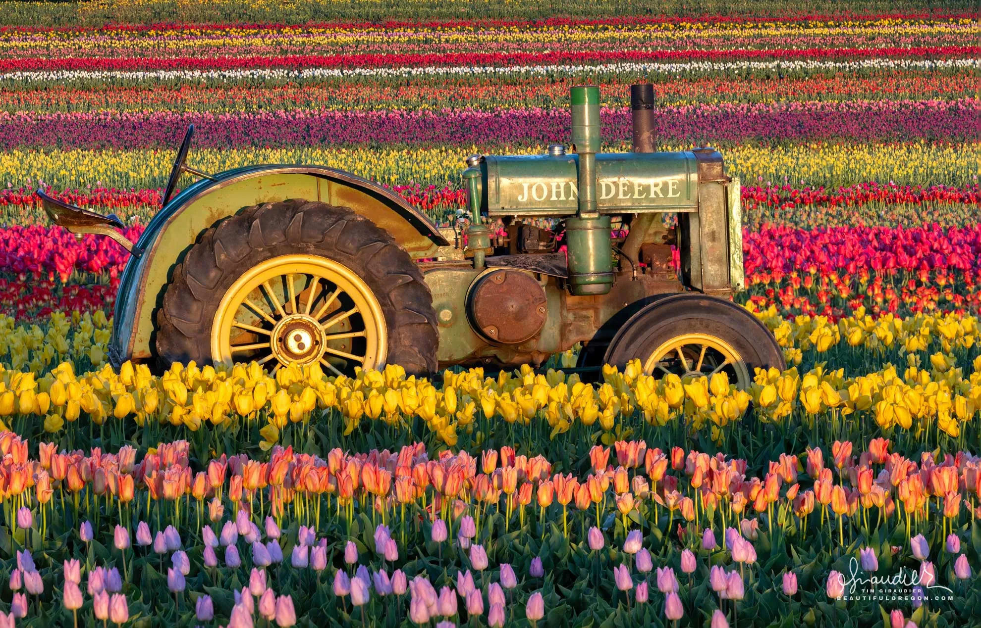 Growers tending colorful tulip fields