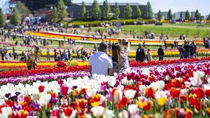 People walking across tulip fields paths