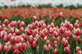 Close-up of red and white tulips