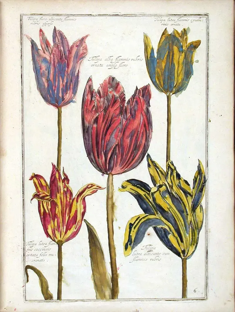 Historic tulip botanical illustration