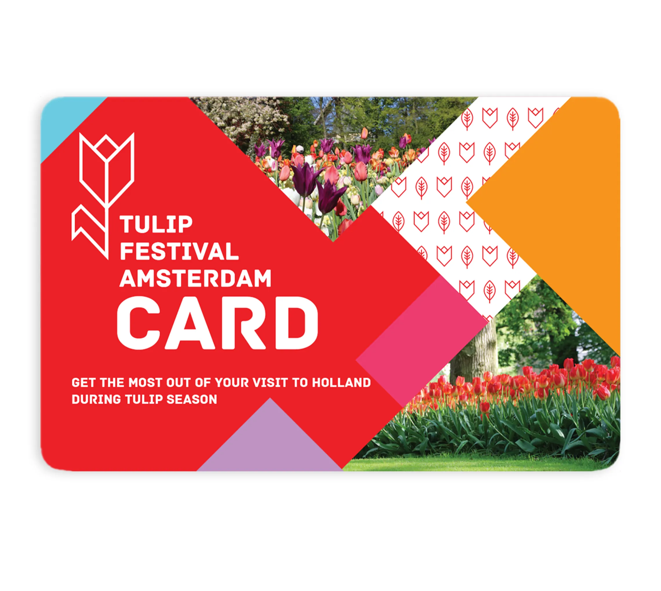Colorful tulip festival card with fields and windmills around Amsterdam