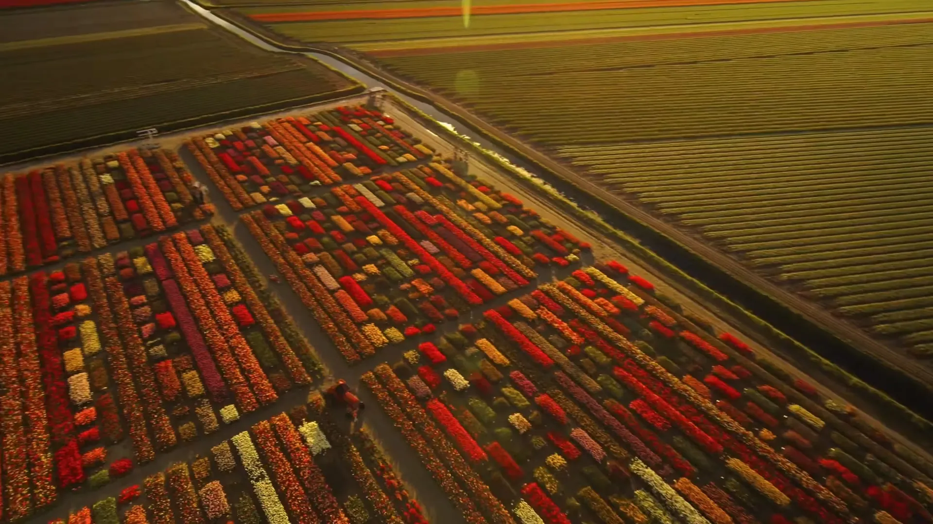 Aerial of tulip fields