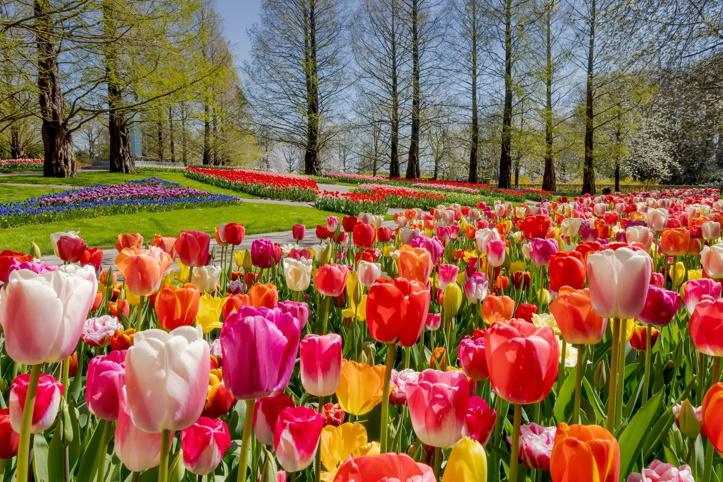 Aerial view of tulip fields near Amsterdam