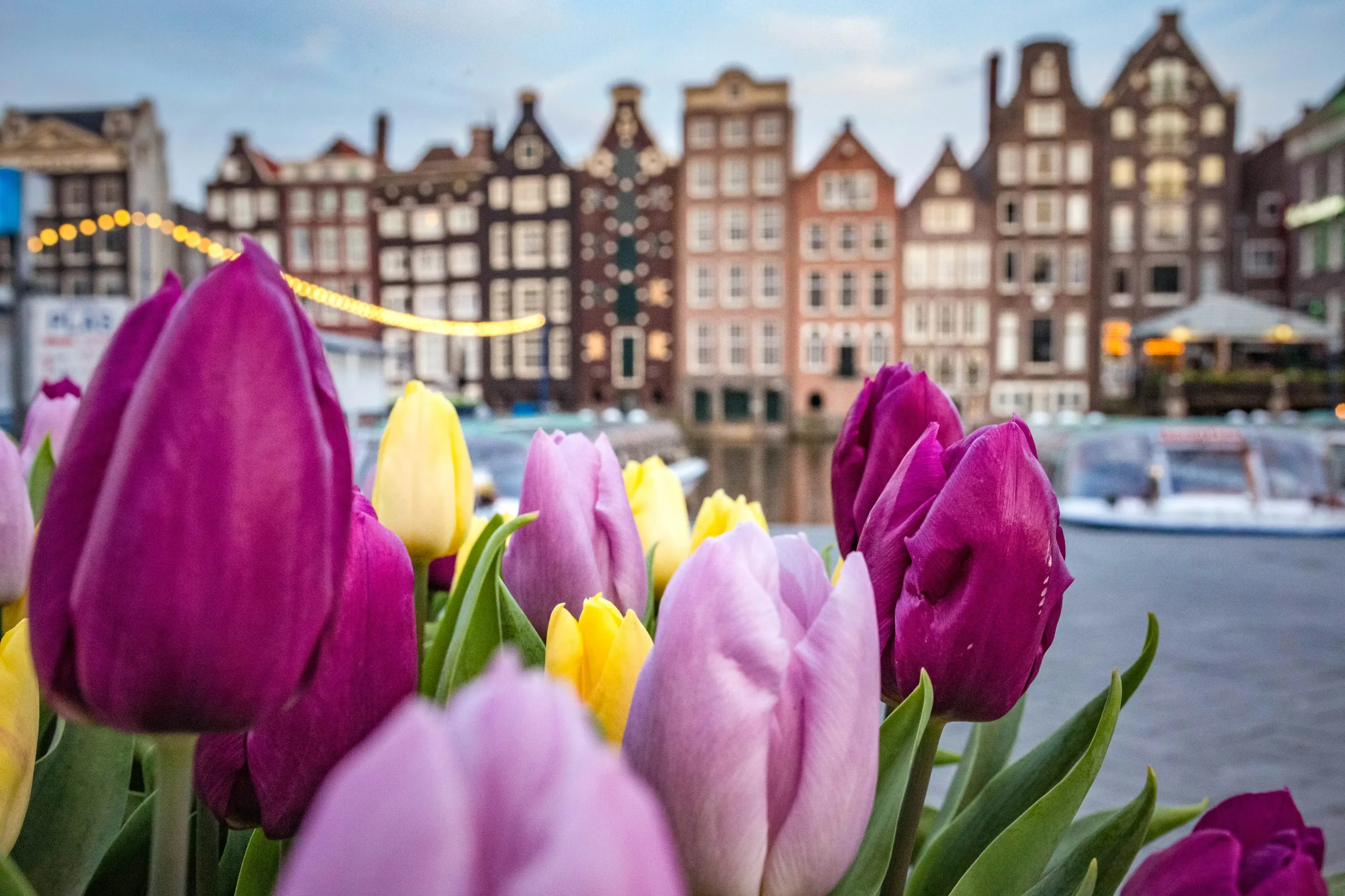 Tulips blooming inside Amsterdam city