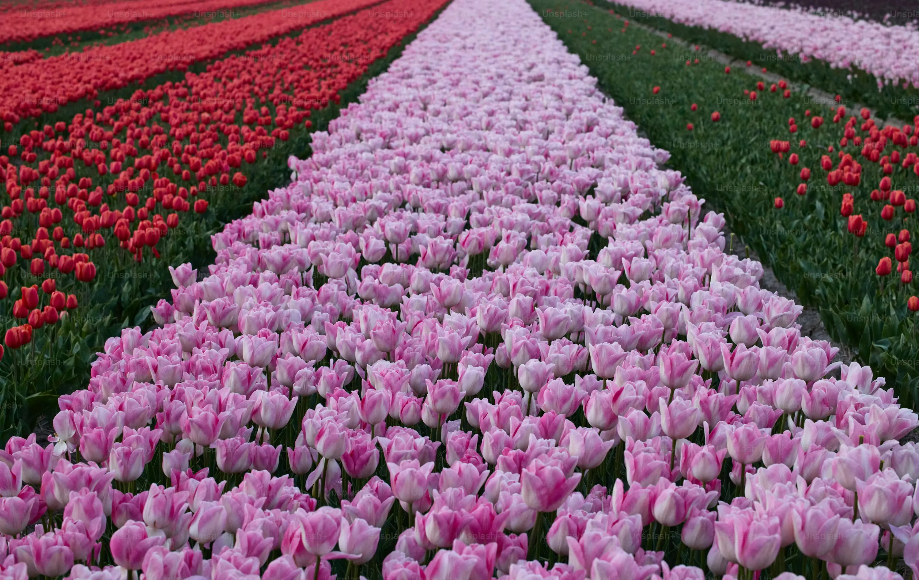 Rows of colorful tulips stretching across Dutch fields