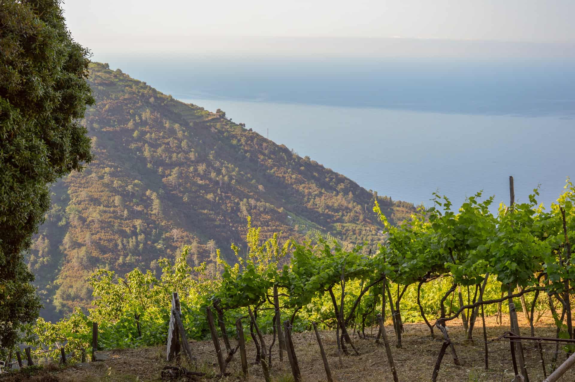 Terraced vineyards producing Sciacchetra wine