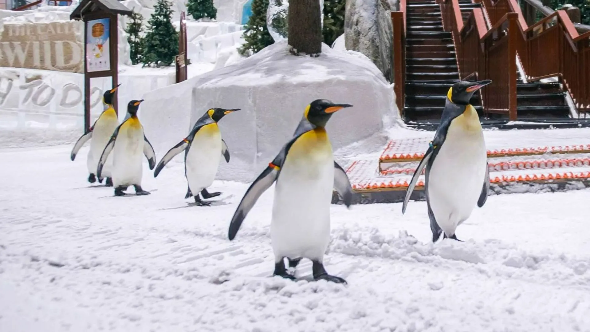 Penguins standing on snow at Ski Dubai