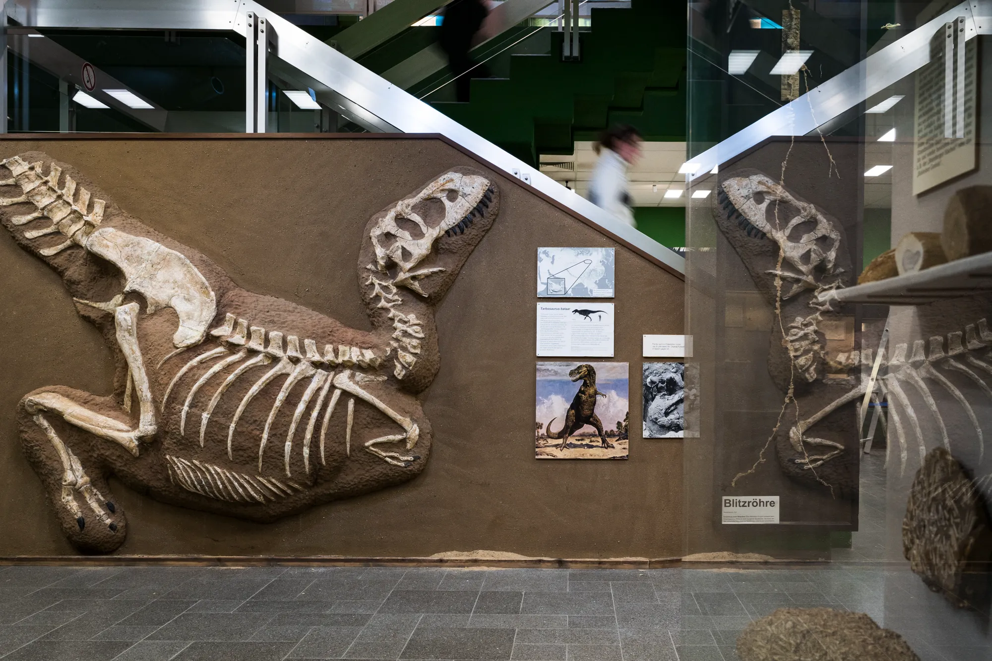 Geologisch-Paläontologisches Museum Hamburg: Fossils, Earth History, and Urban Curiosity
