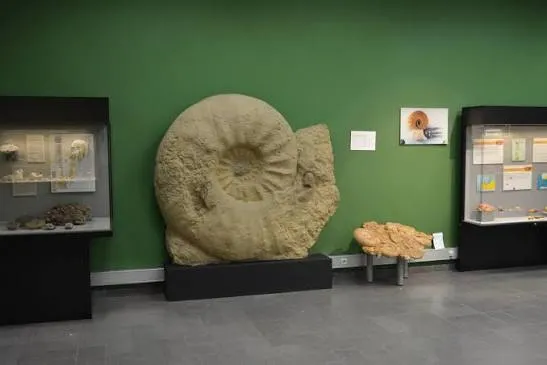 Geology & Paleontology Collections Guide: Fossil Reading for Curious Travelers