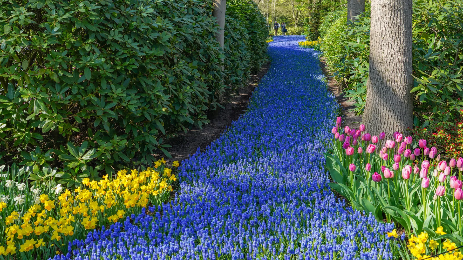 River of blue flowers flowing along a garden path