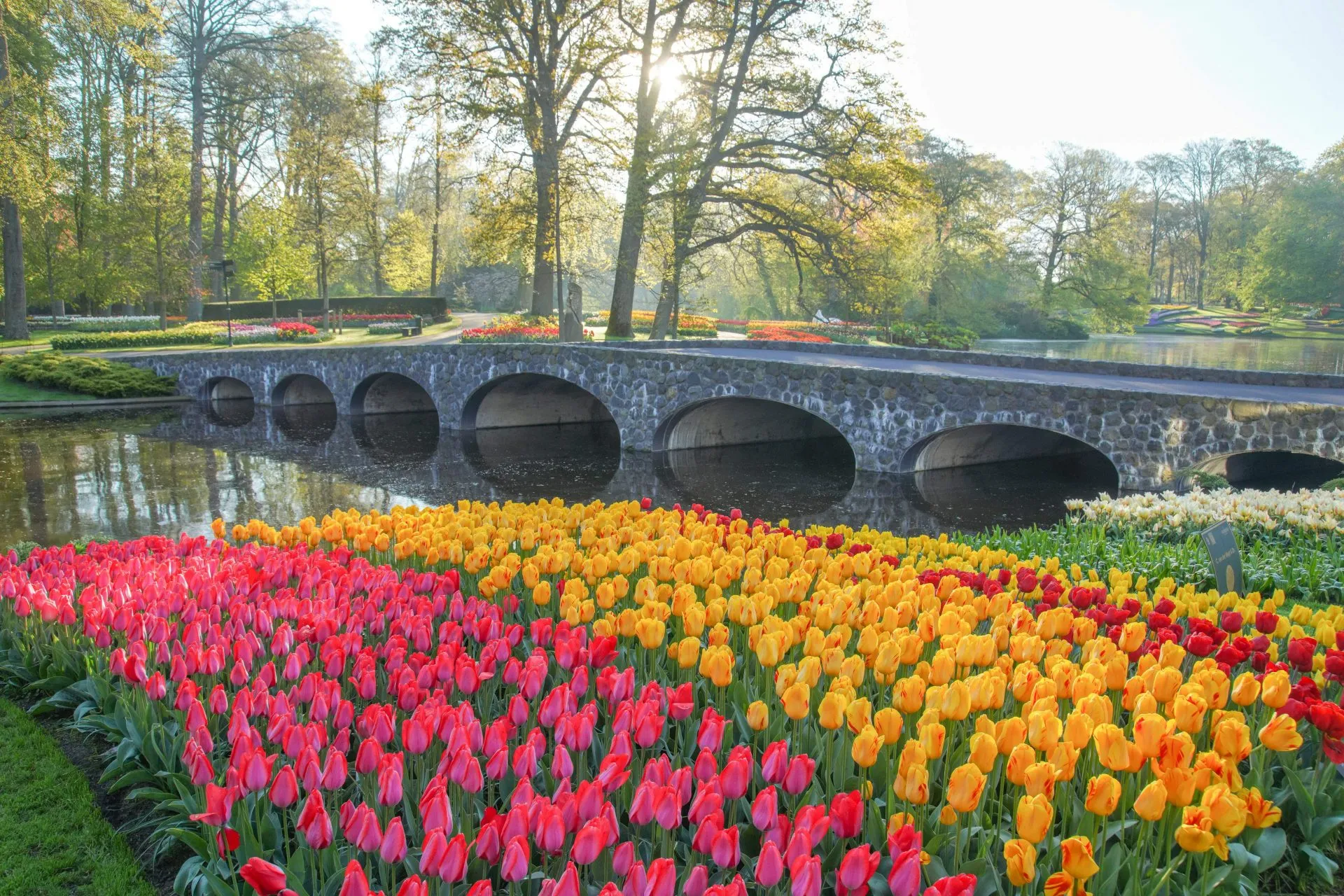 Bridge over pond surrounded by spring tulips