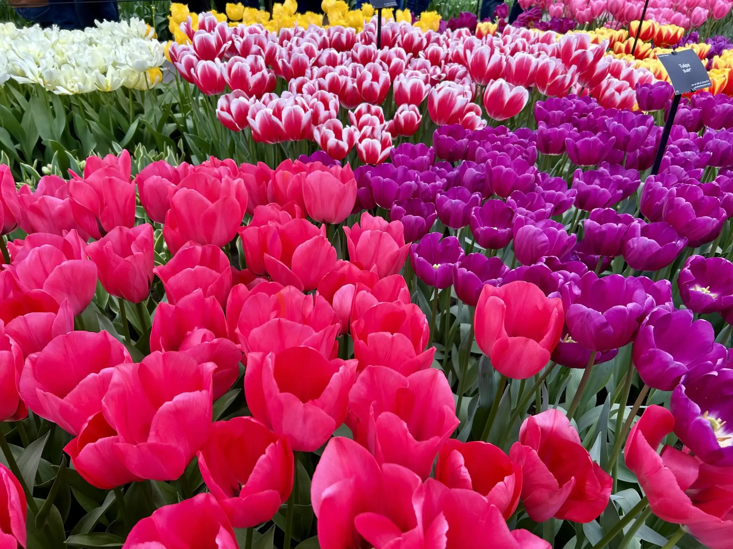 Close‑up of colorful tulips in bloom