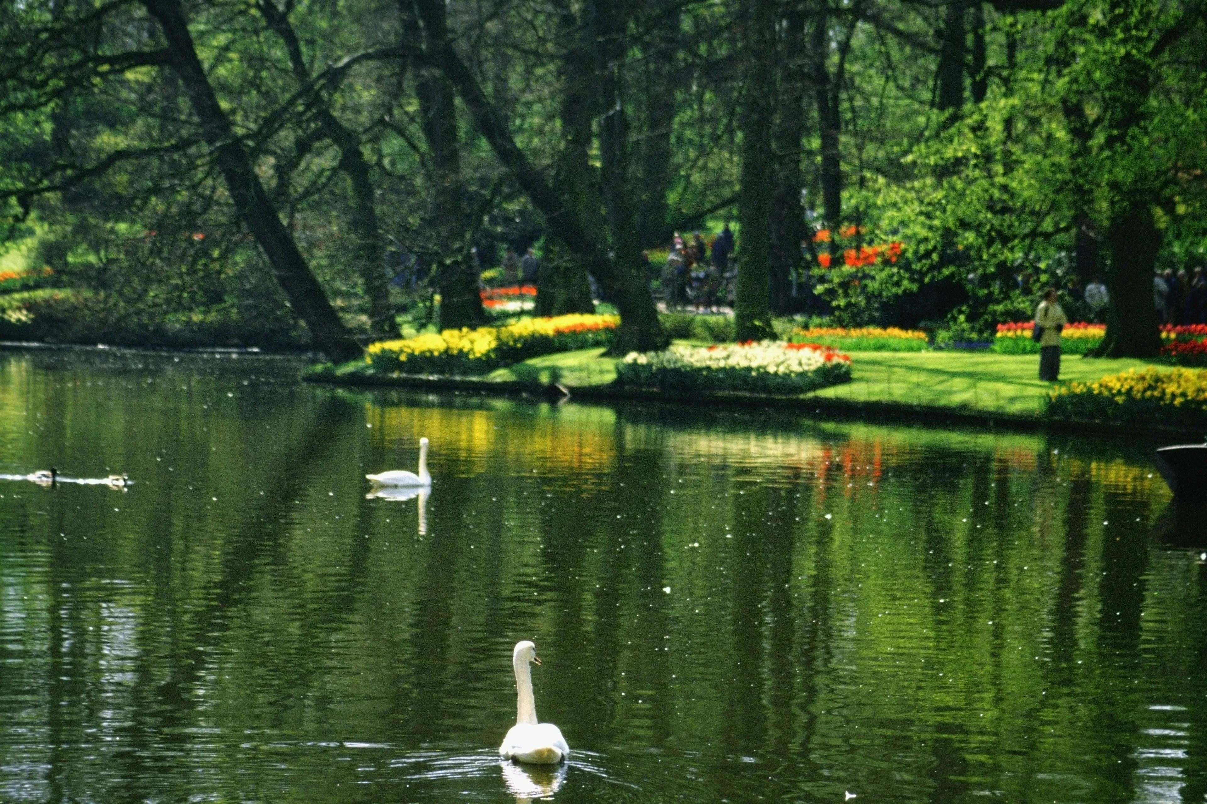 Pond with swan