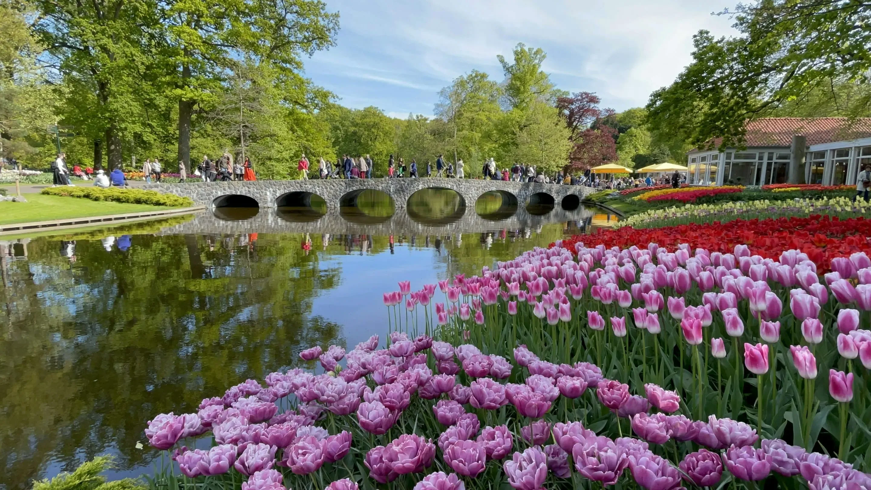 Tulip pond + bridge