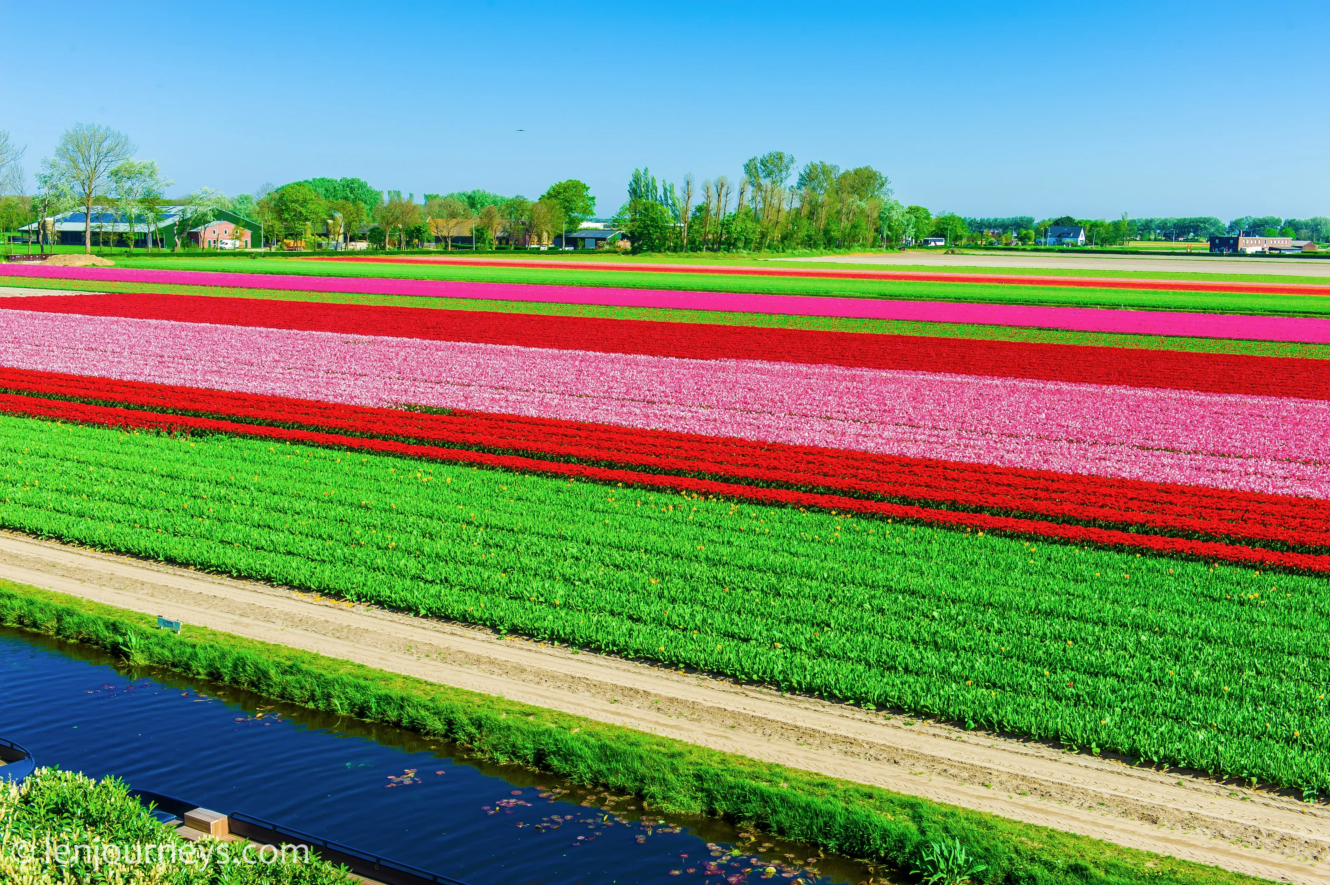 Long stripes of tulip fields in the bulb region