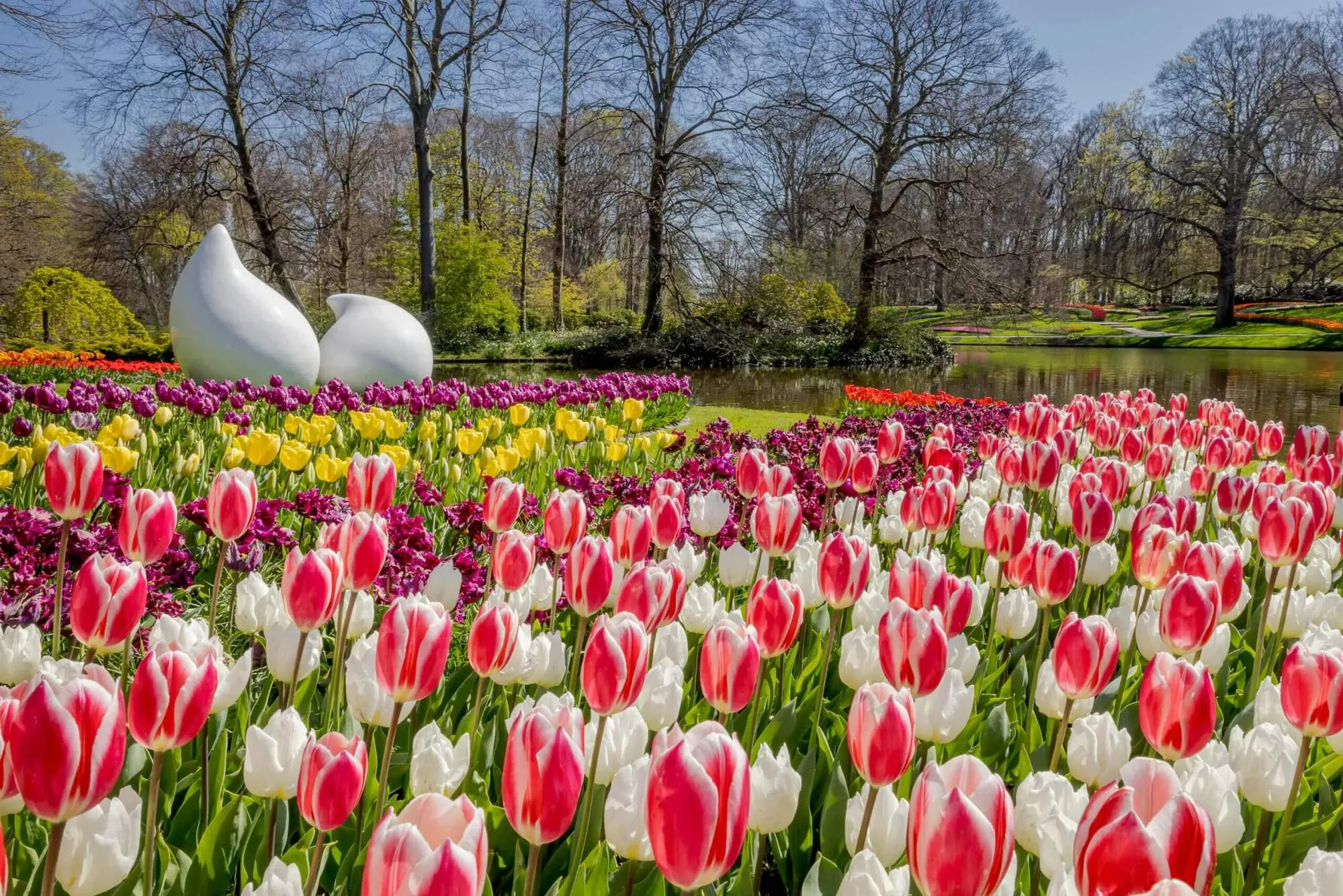 White and red tulips beside a calm pond