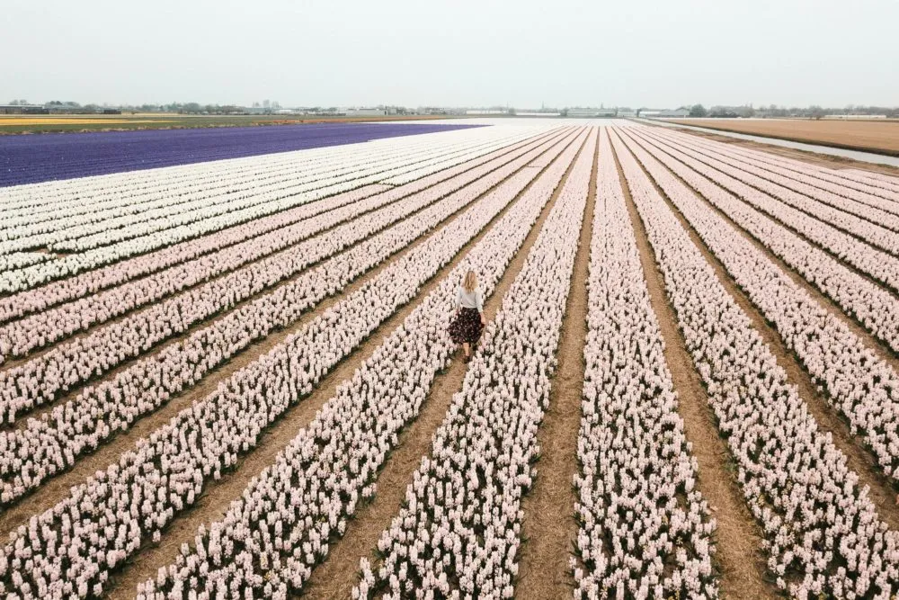 White tulip field