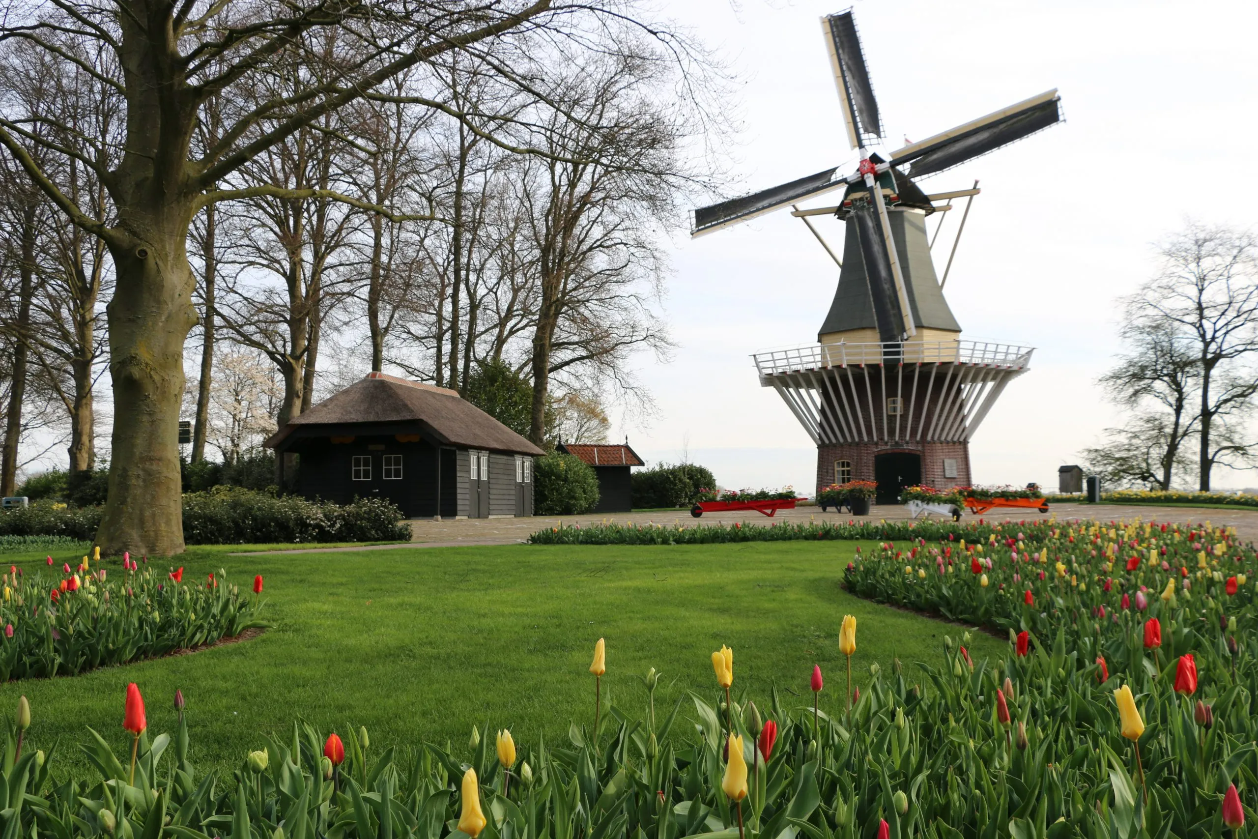 Historic windmill overlooking Dutch flower fields in Lisse