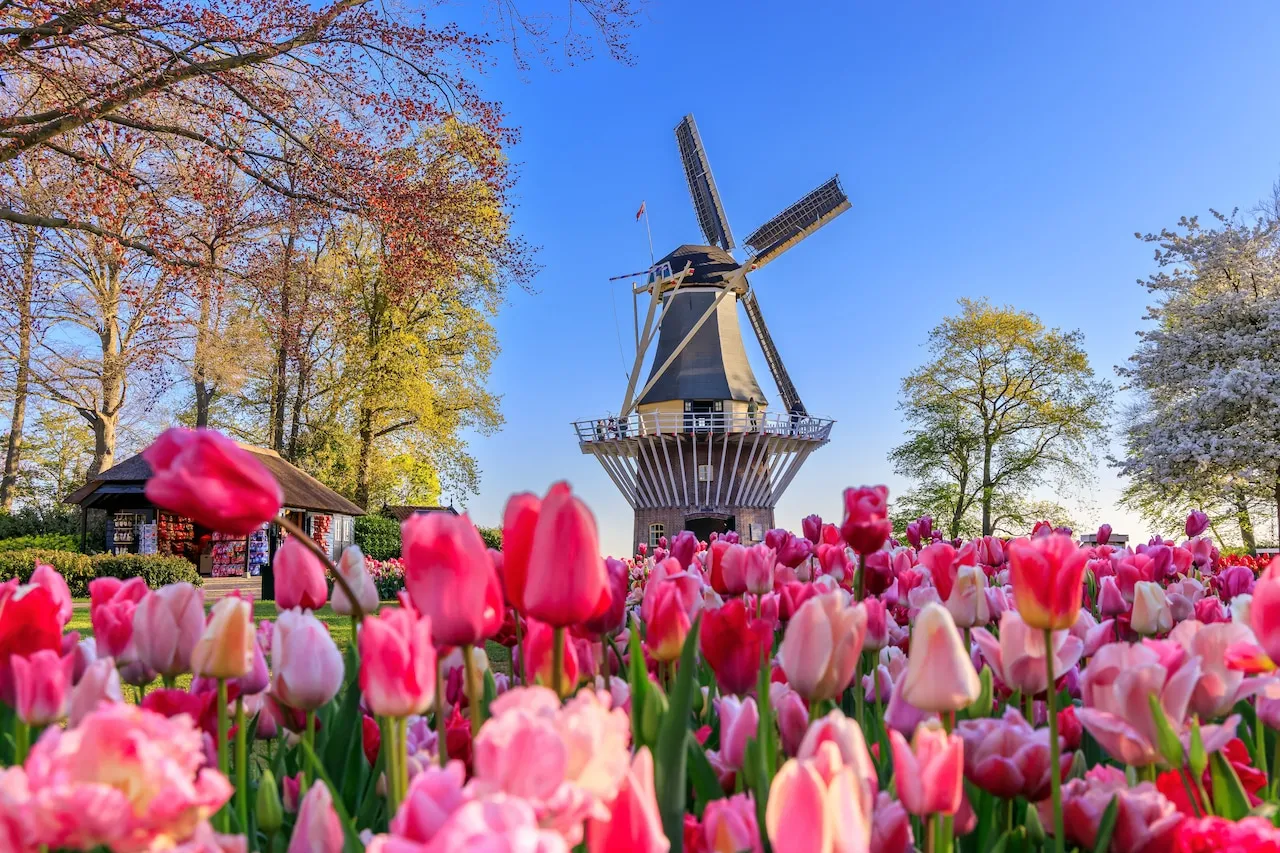 Windmill views over surrounding flower fields