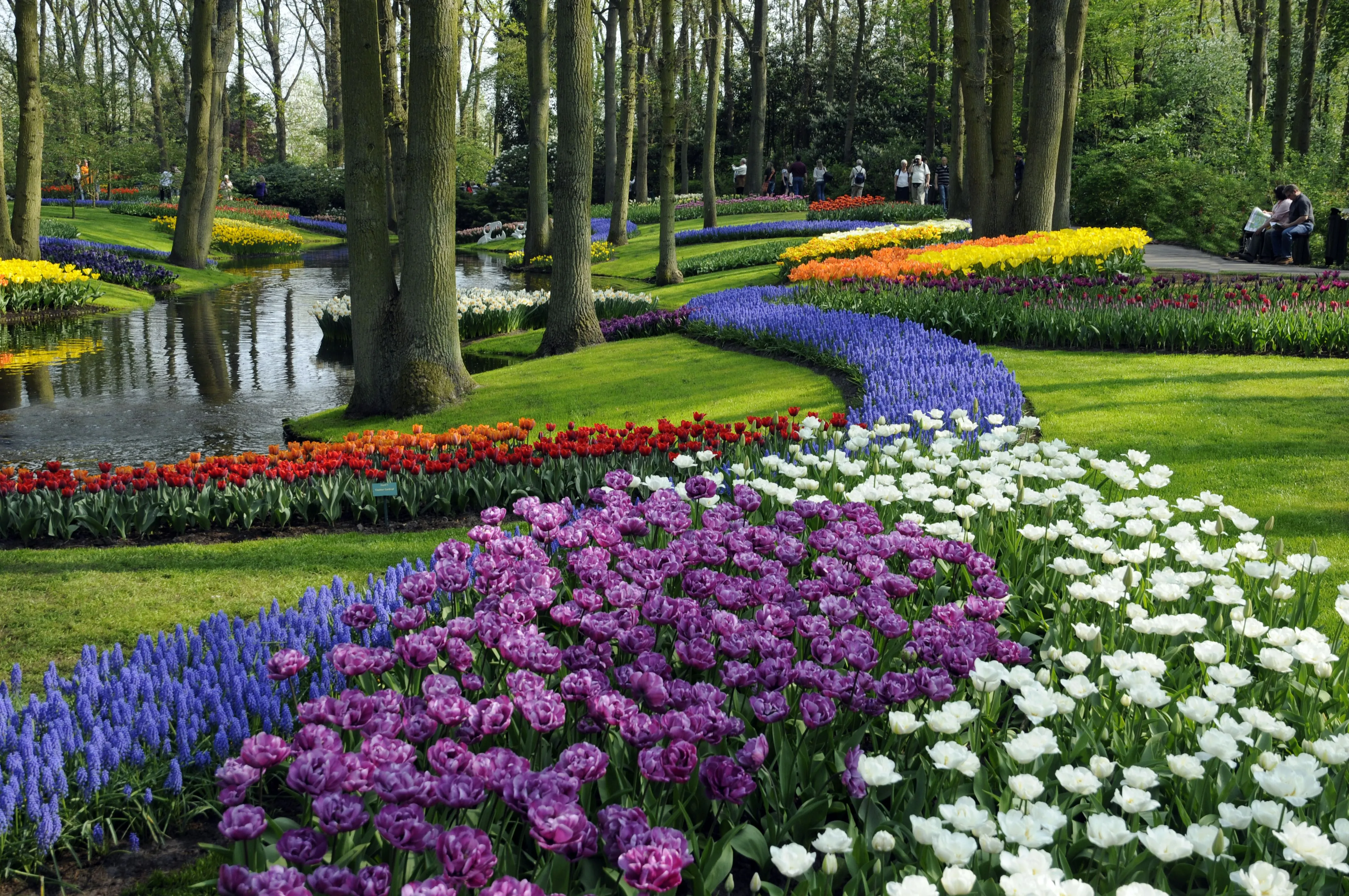 Wooded pond path with spring blooms