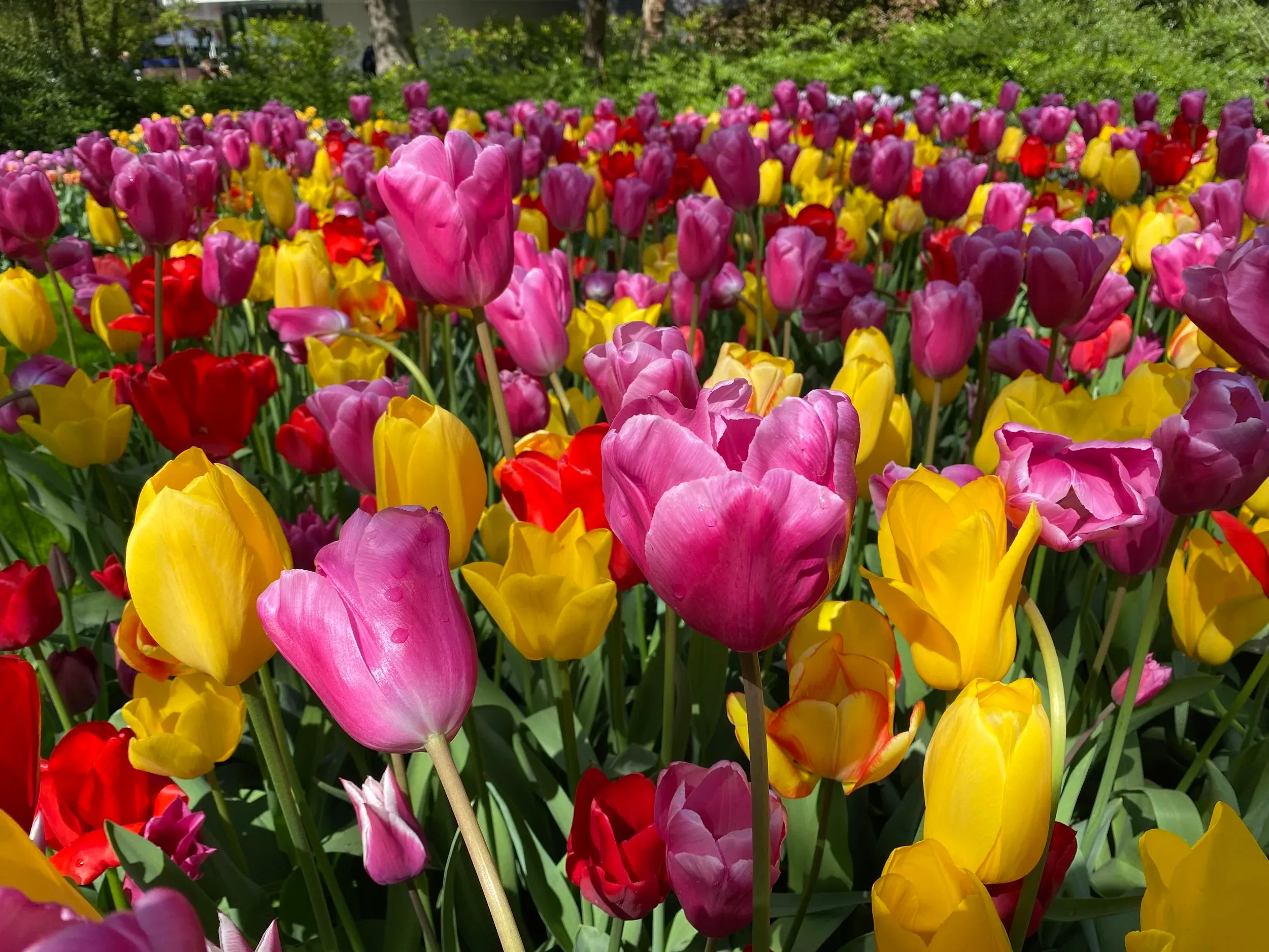 Close-up of mixed yellow, pink, and red tulips in bloom