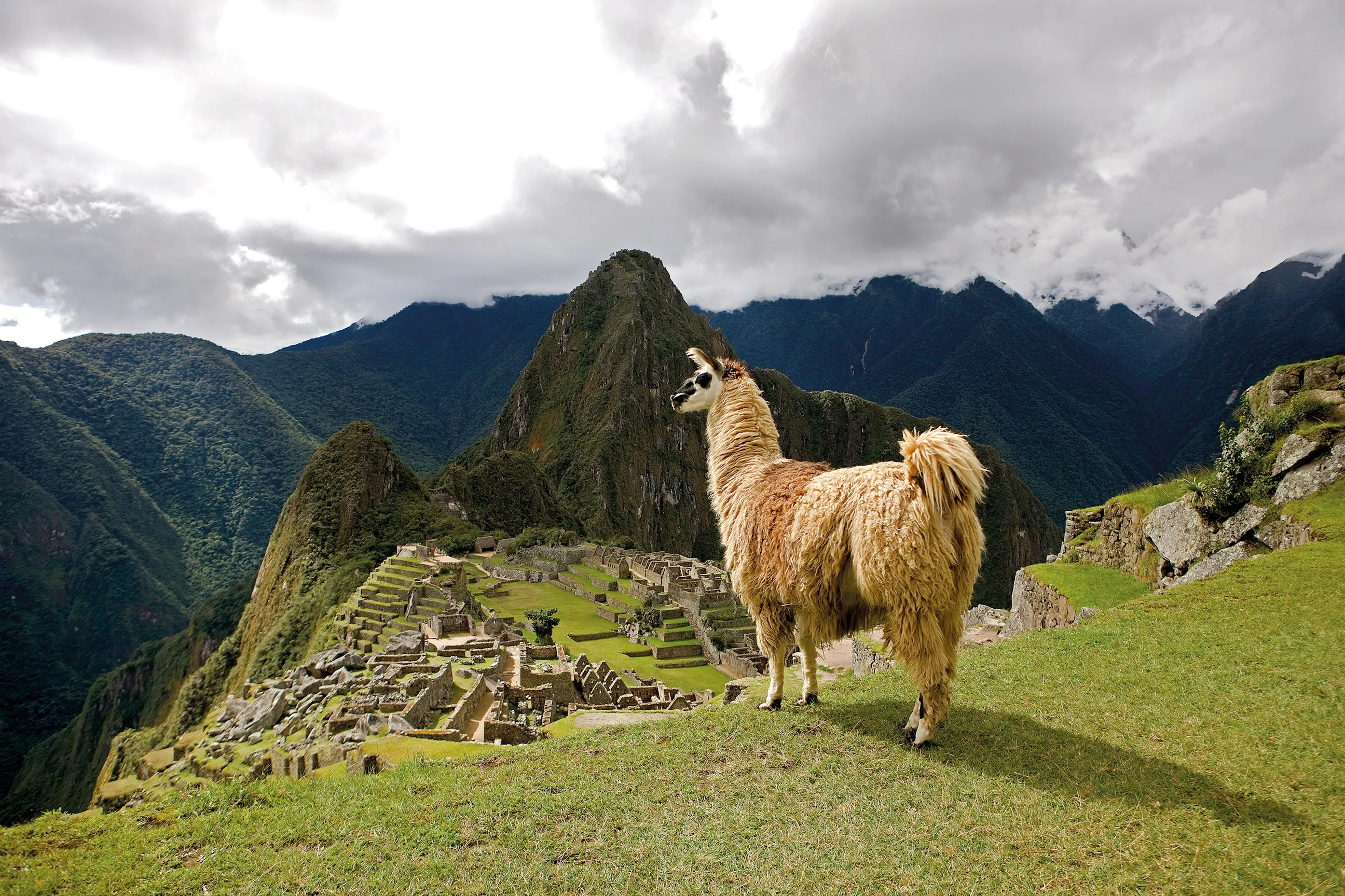 Alpaca overlooking Machu Picchu ruins