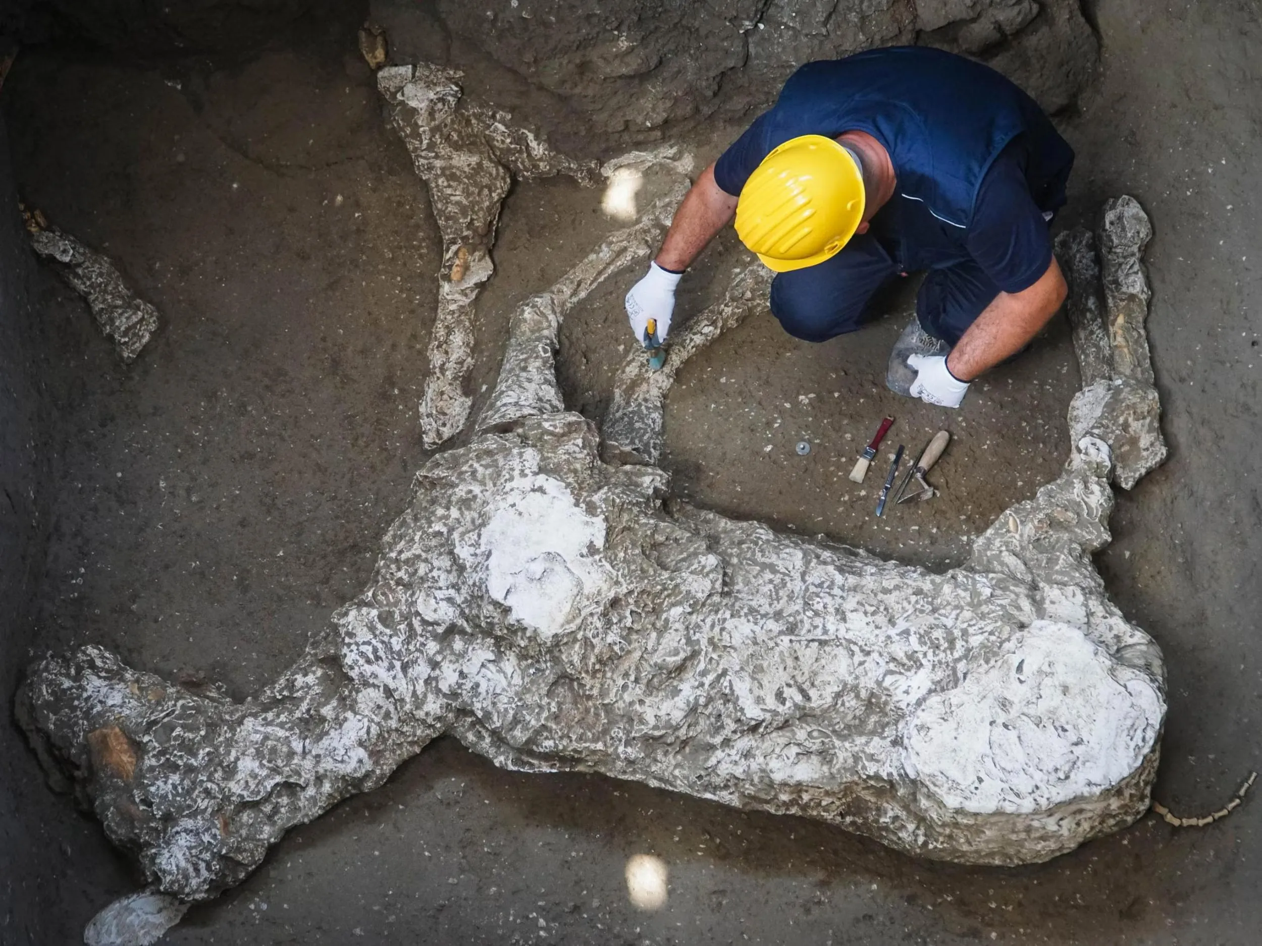 Plaster cast of a horse victim from Pompeii excavations