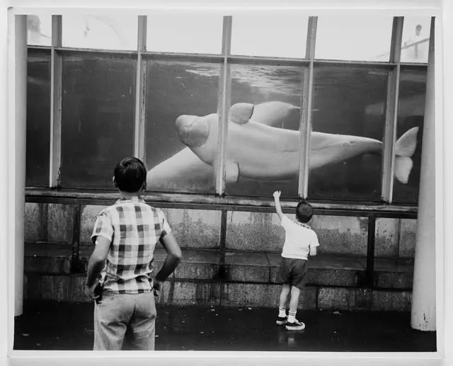 Family visit to the aquarium, 1960s
