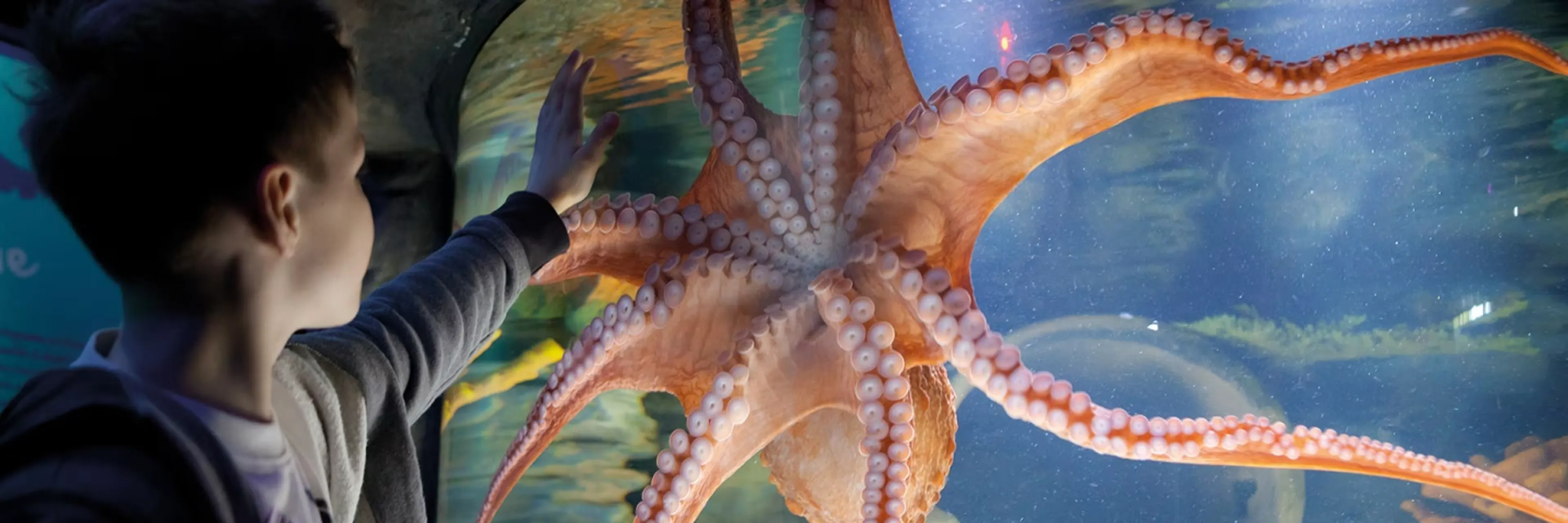 Close-up of an octopus in a blue-lit tank