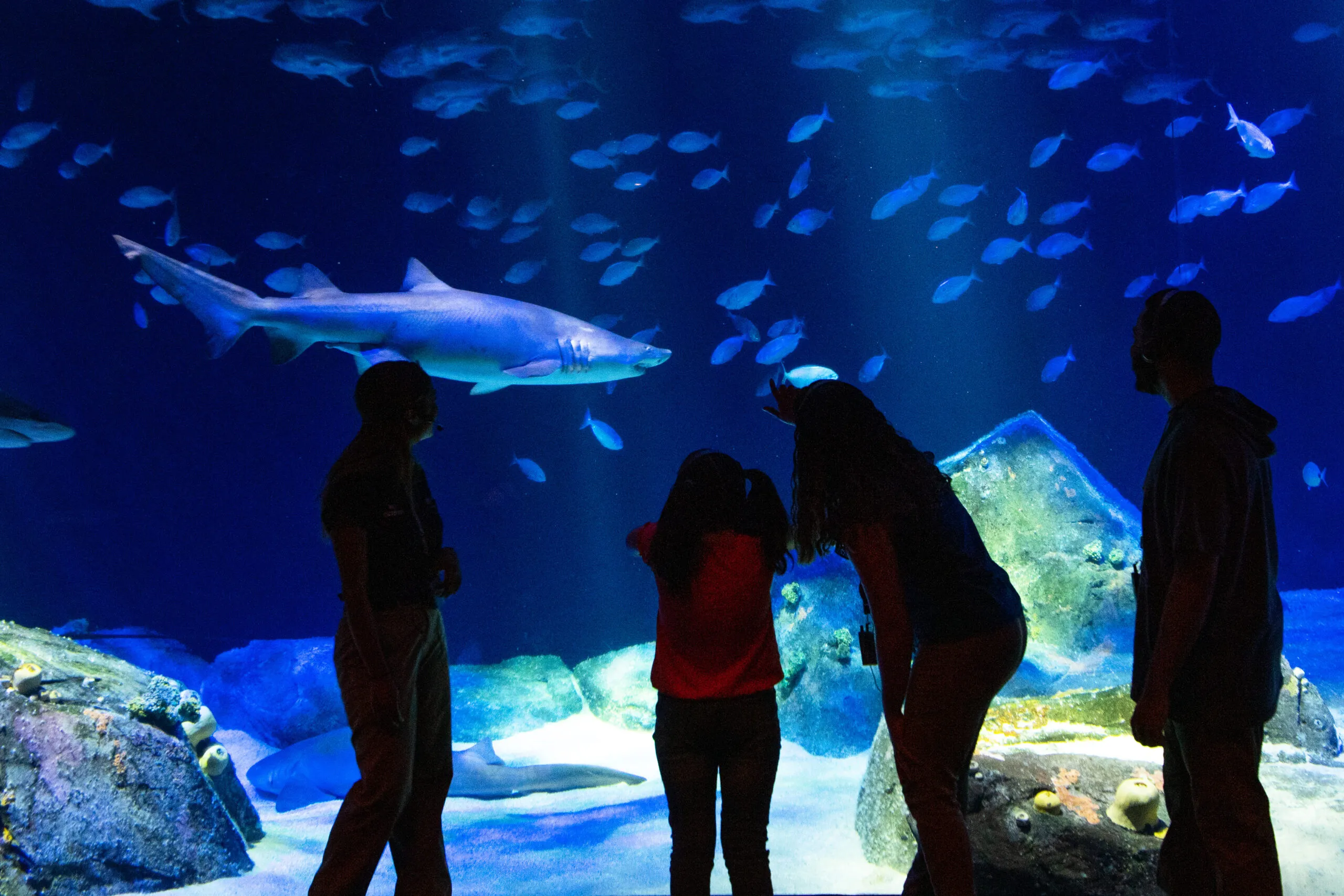 Visitors watching the shark tank