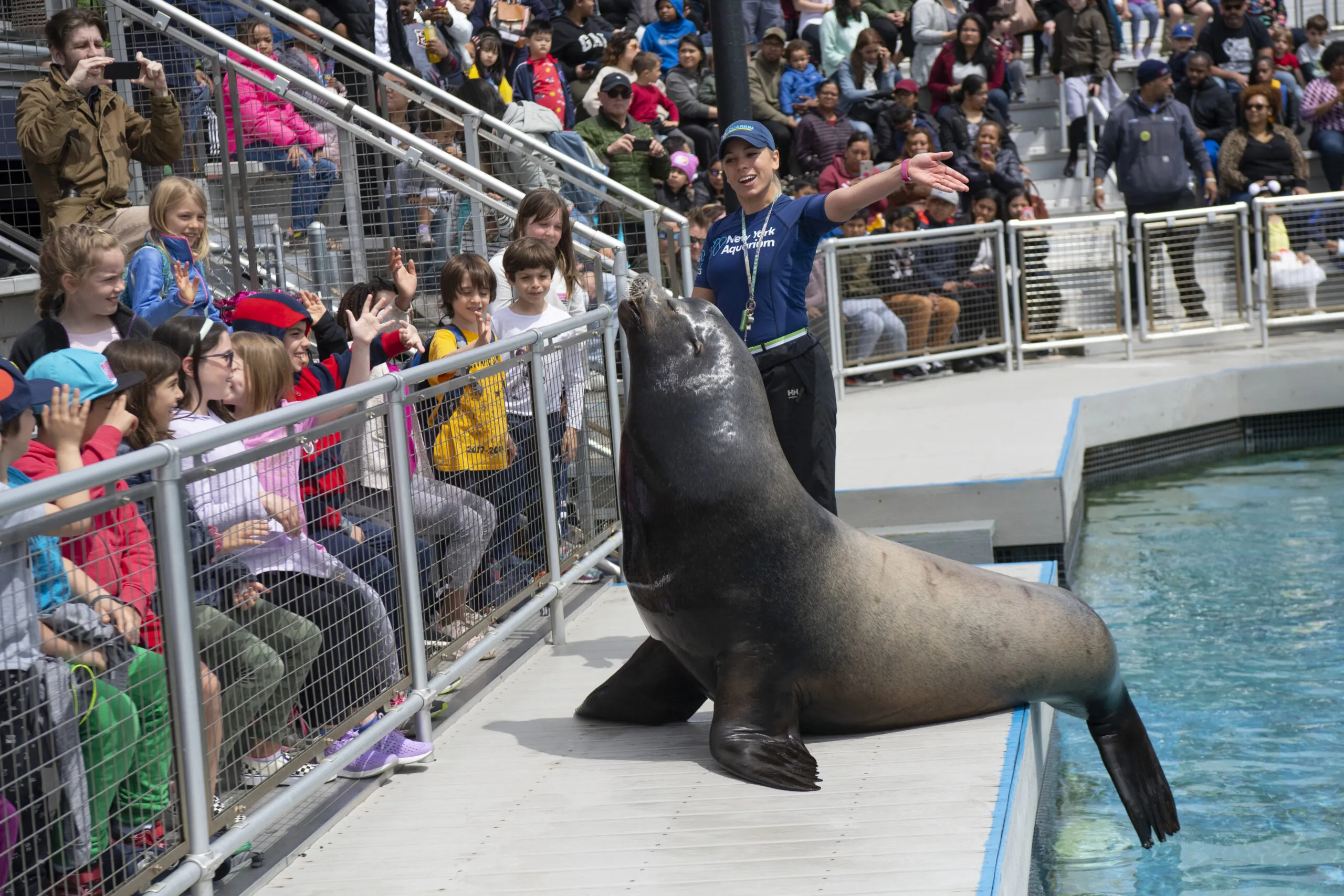 Sea lion show at the New York Aquarium