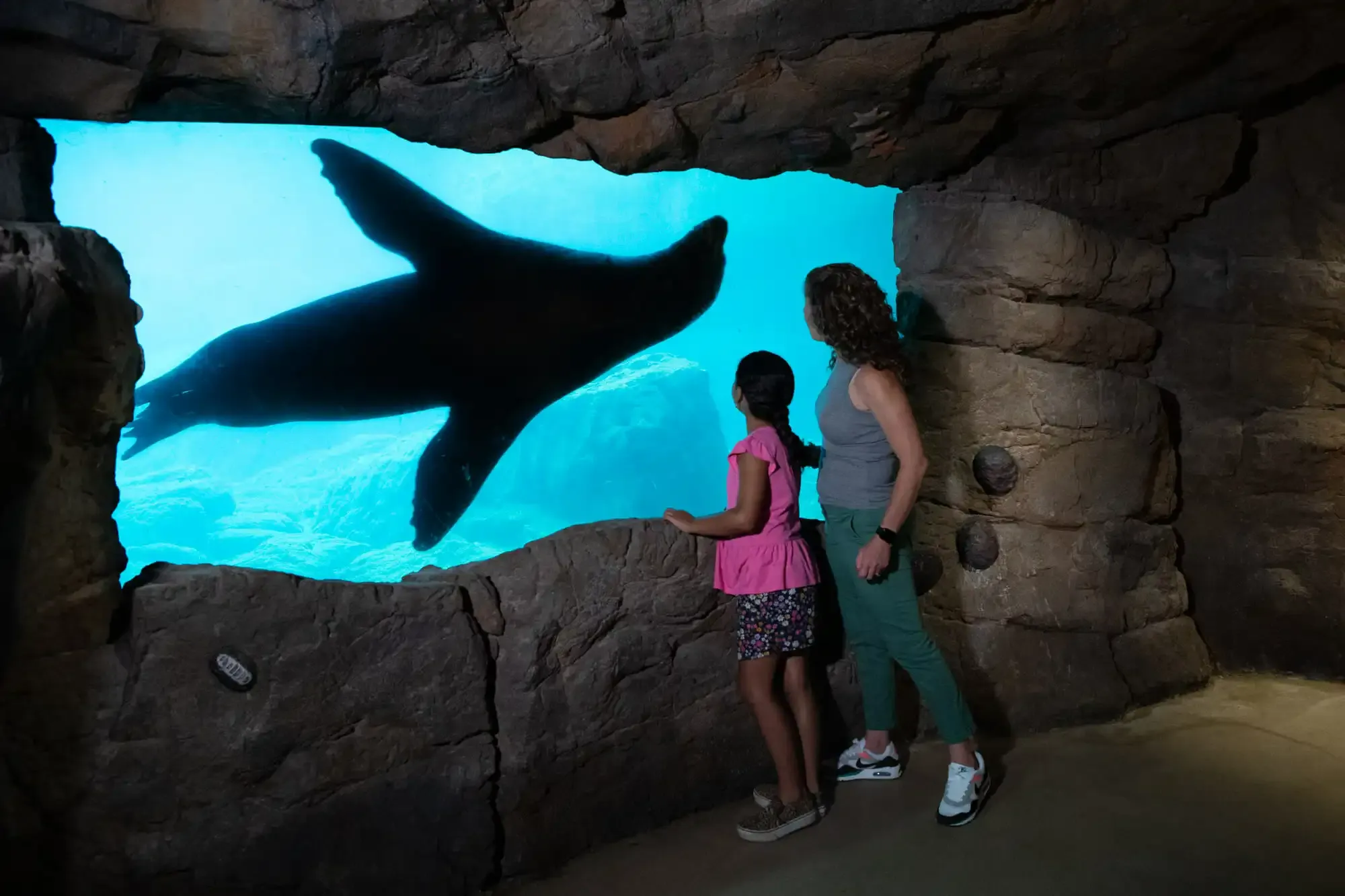 Sea lions at the New York Aquarium