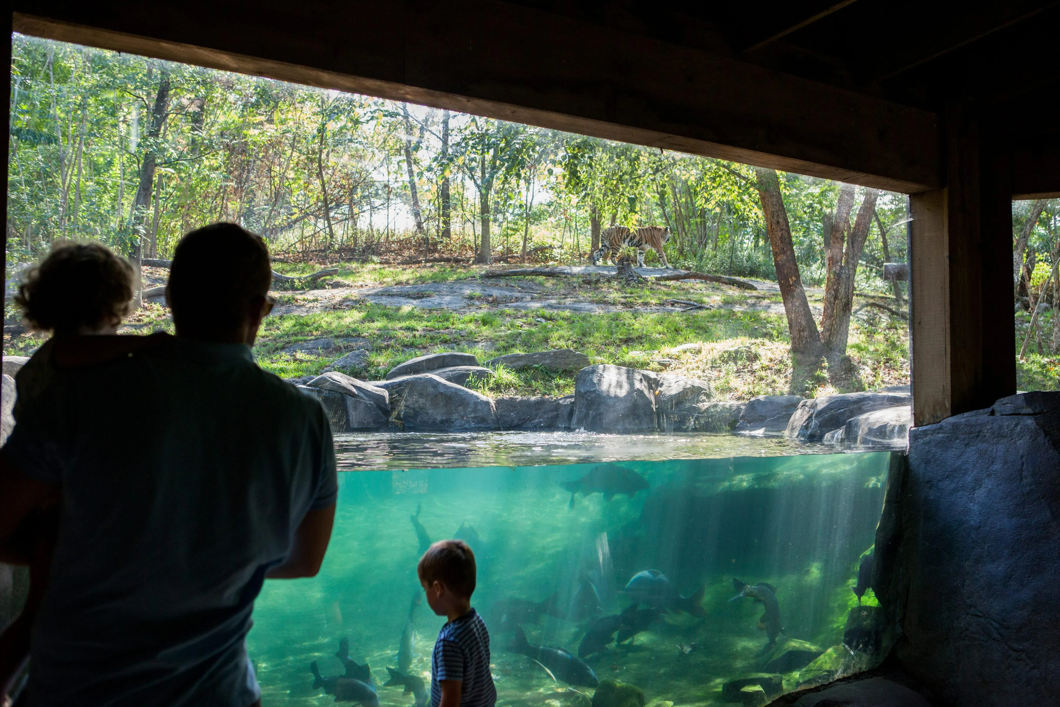 World of Reptiles: Alligators, Snakes, and Kid-Friendly Viewing