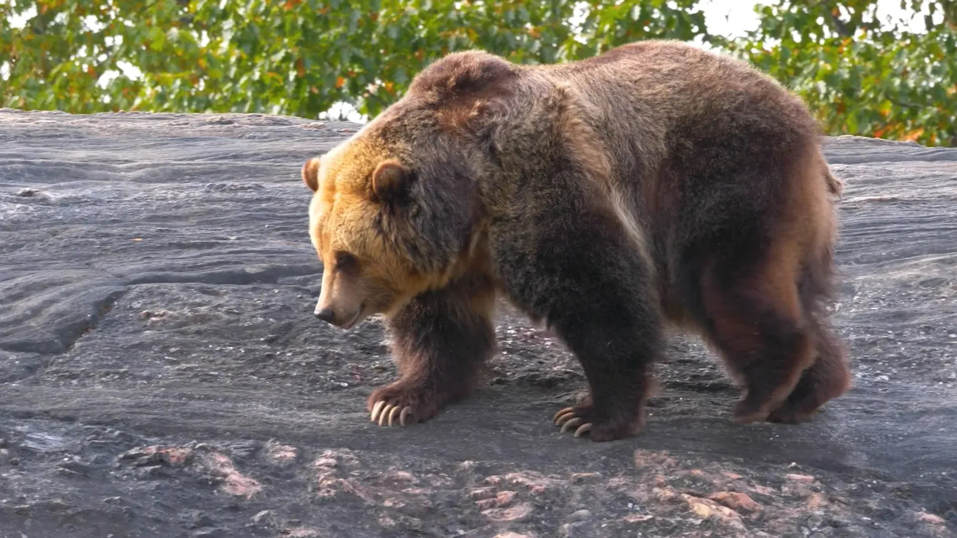 Bear at the Bronx Zoo