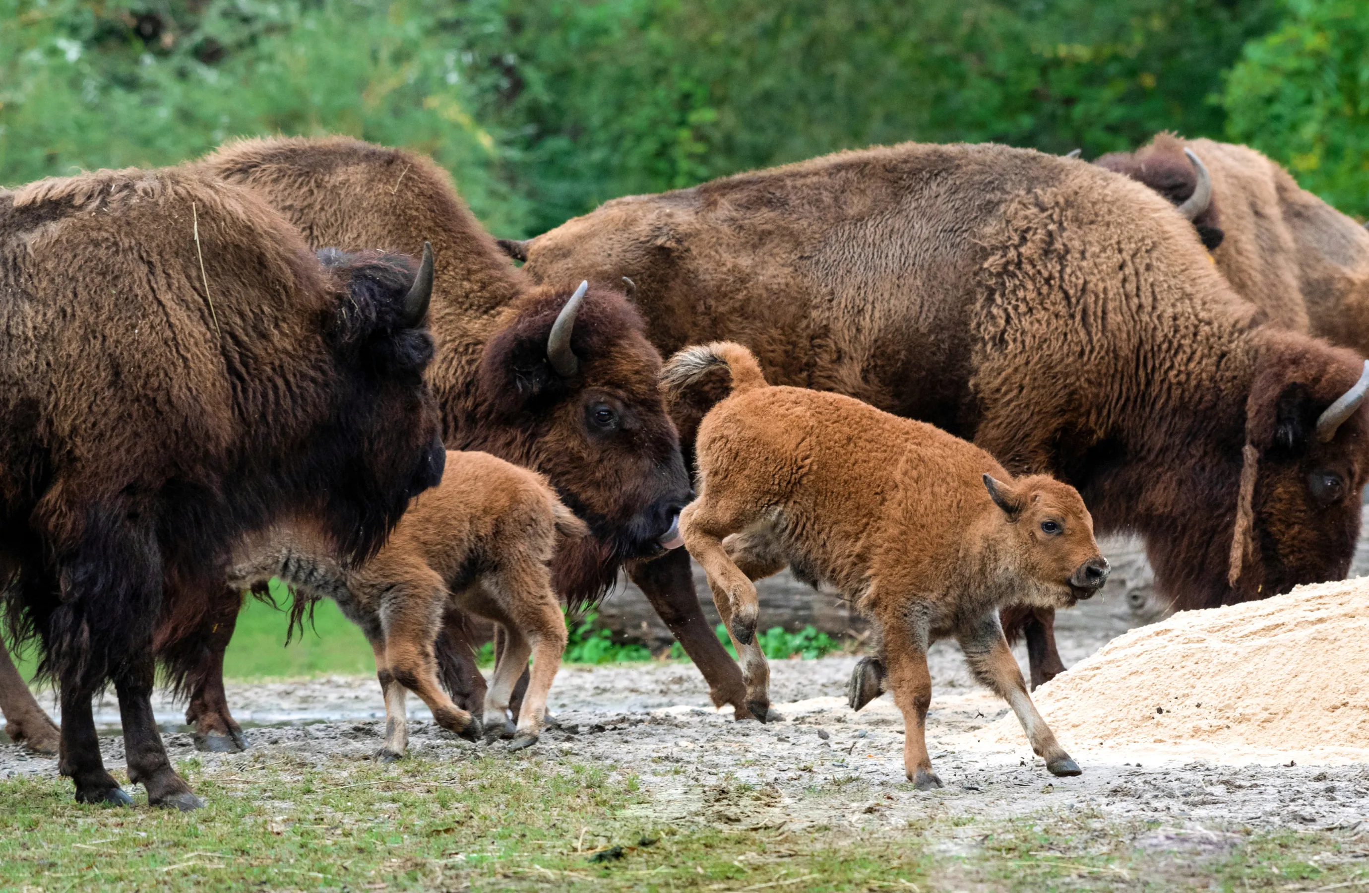 Buffalo & Ungulates: Grazing Lines, Group Behavior, and Photo Patterns