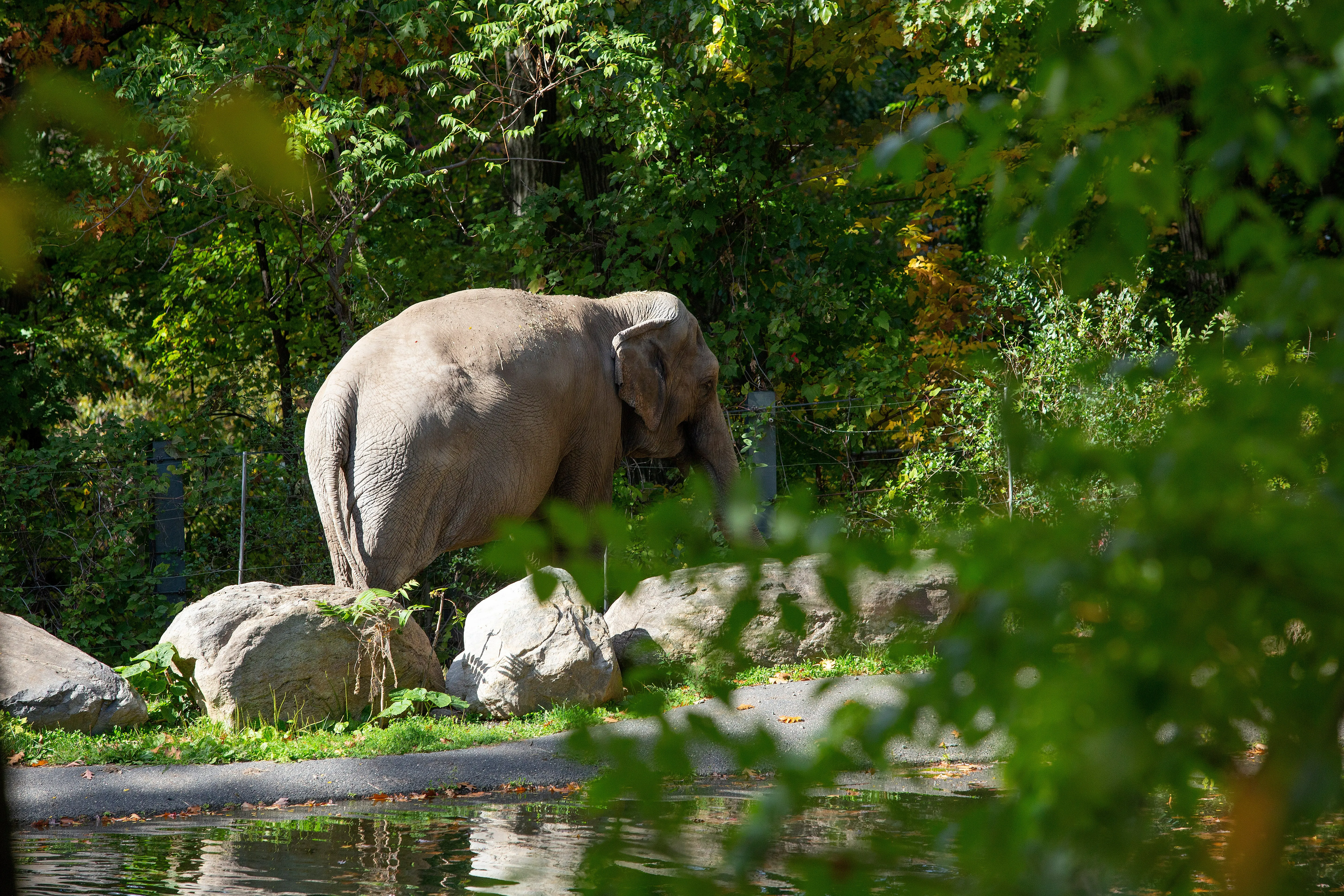 Elephant at the Bronx Zoo
