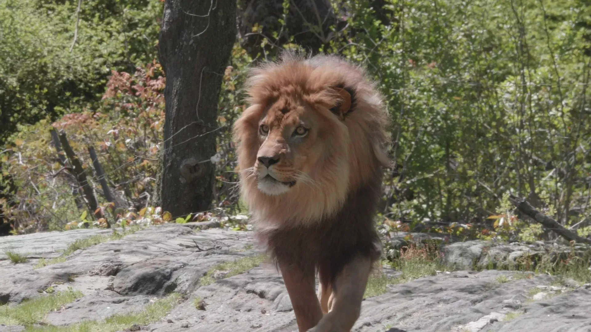 Lion at the Bronx Zoo