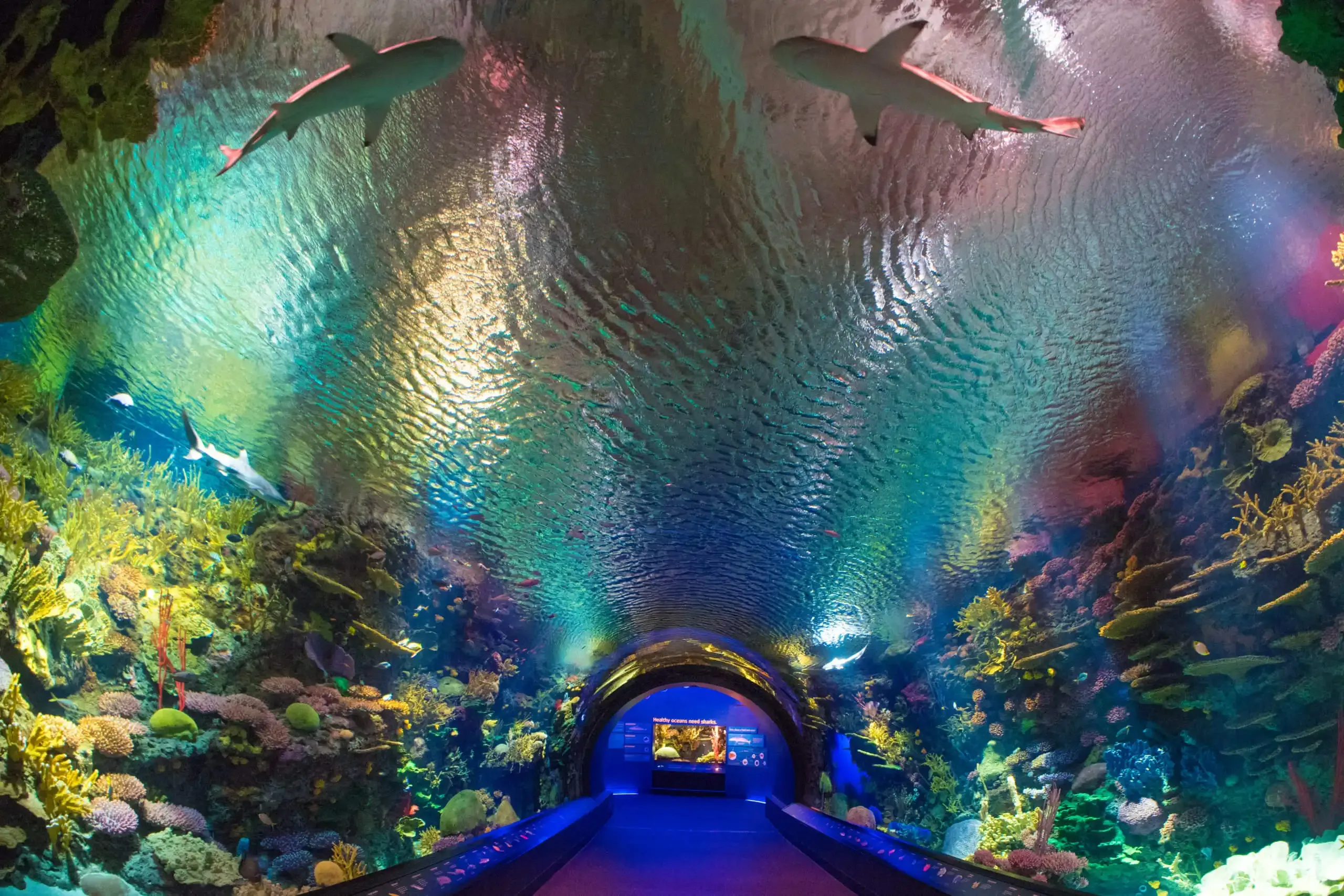 Bronx Zoo + New York Aquarium