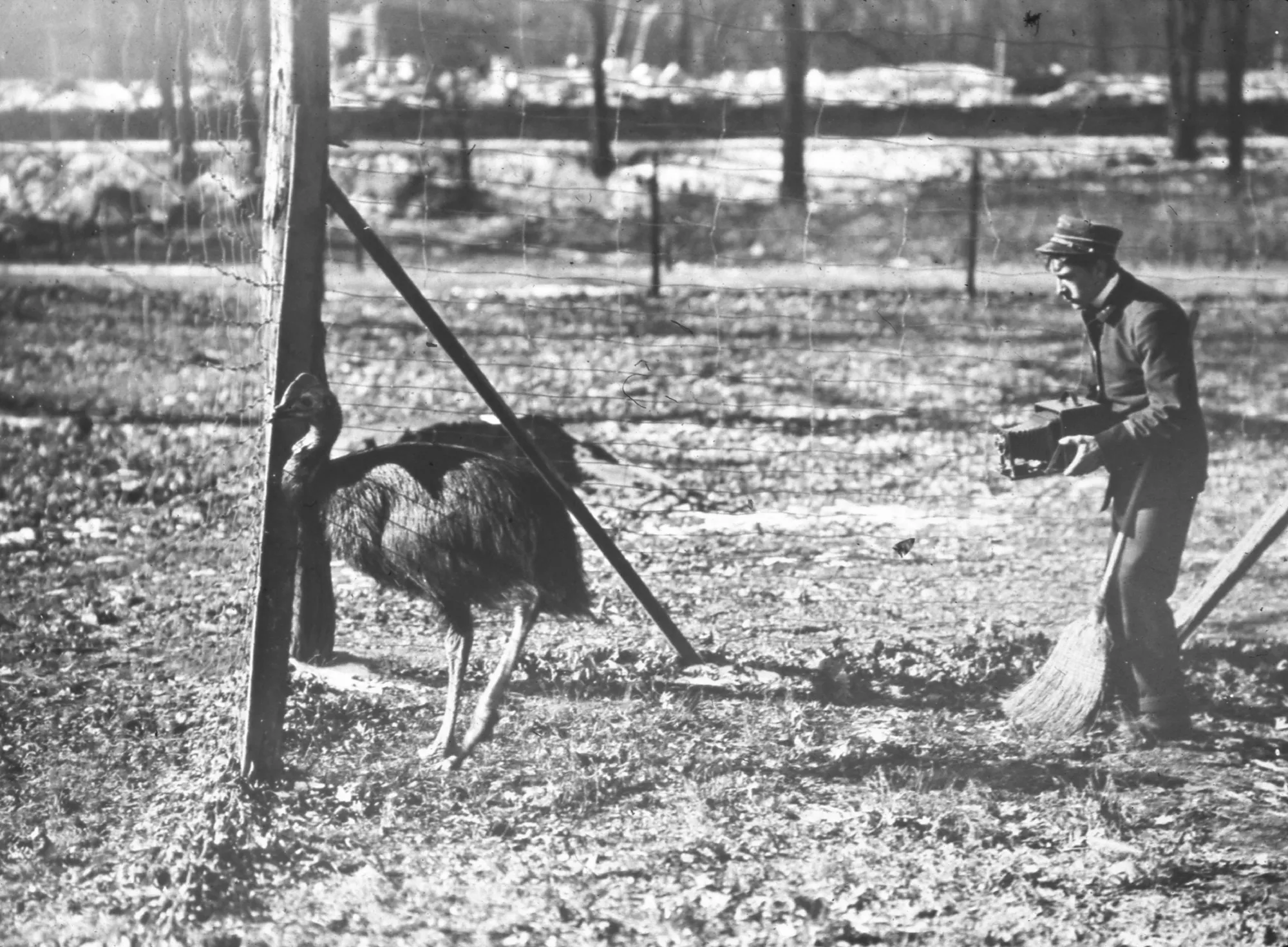 Ostrich at the Bronx Zoo, 1960s