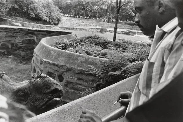 Rhinoceros at the Bronx Zoo, 1963