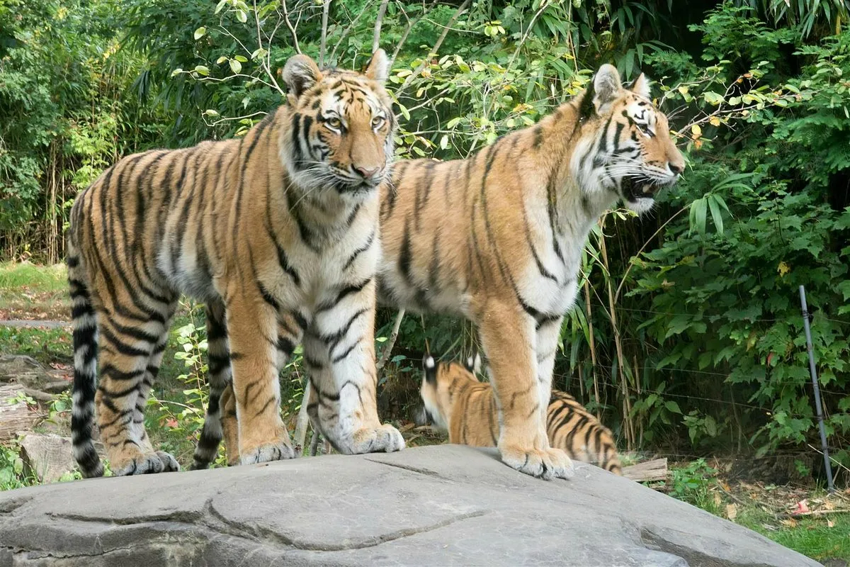 Top Animals to See: Gorillas, Tigers, Rhinos, Lions, and More