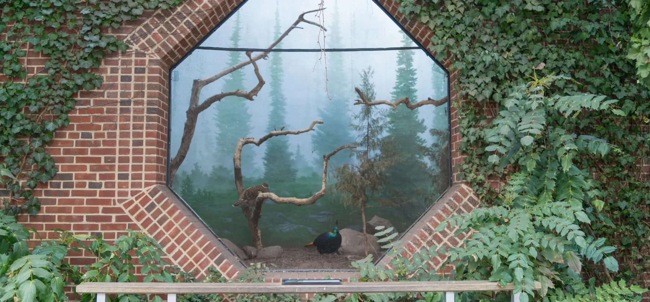 Tropic Zone: Rainforest Birds, Reptiles, and Microclimates