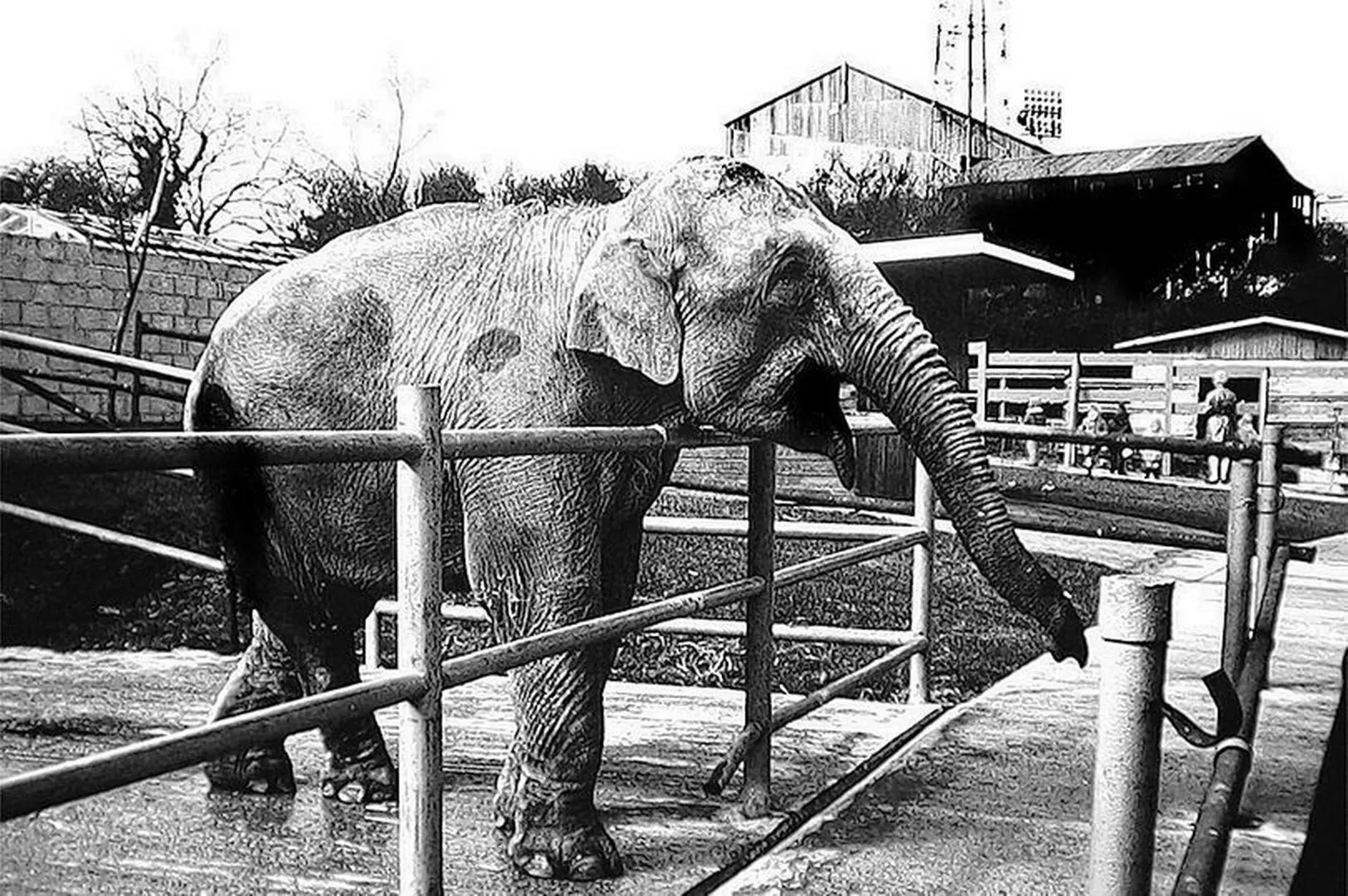 1950 elephant at Central Park Zoo
