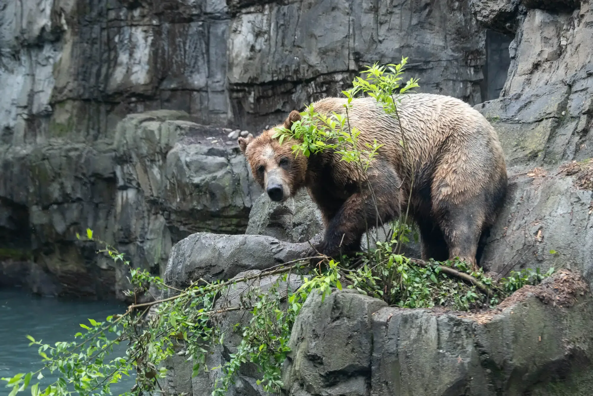 Grizzly bear at Central Park Zoo