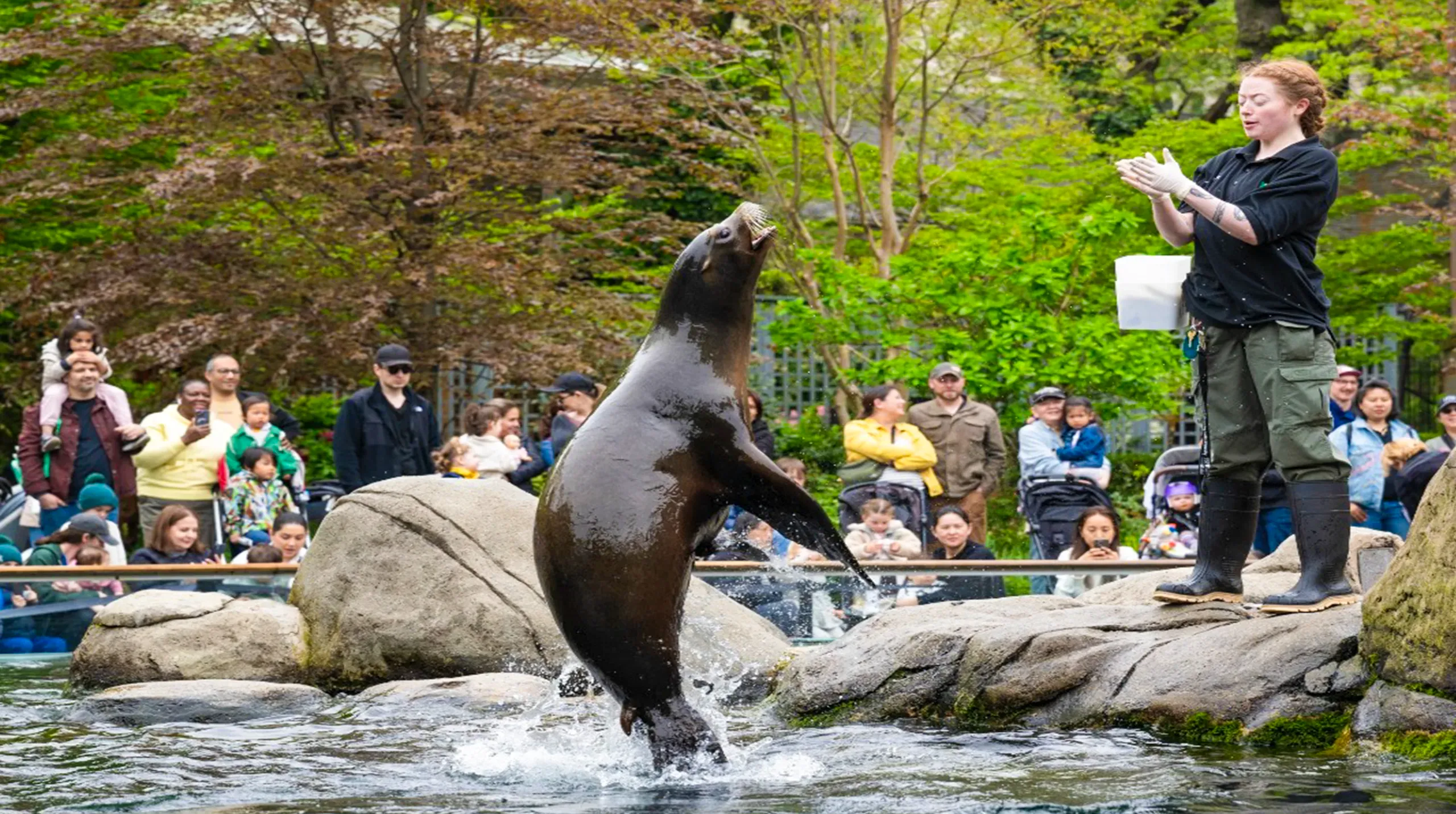 Sea lion mid-leap above the pool during feeding