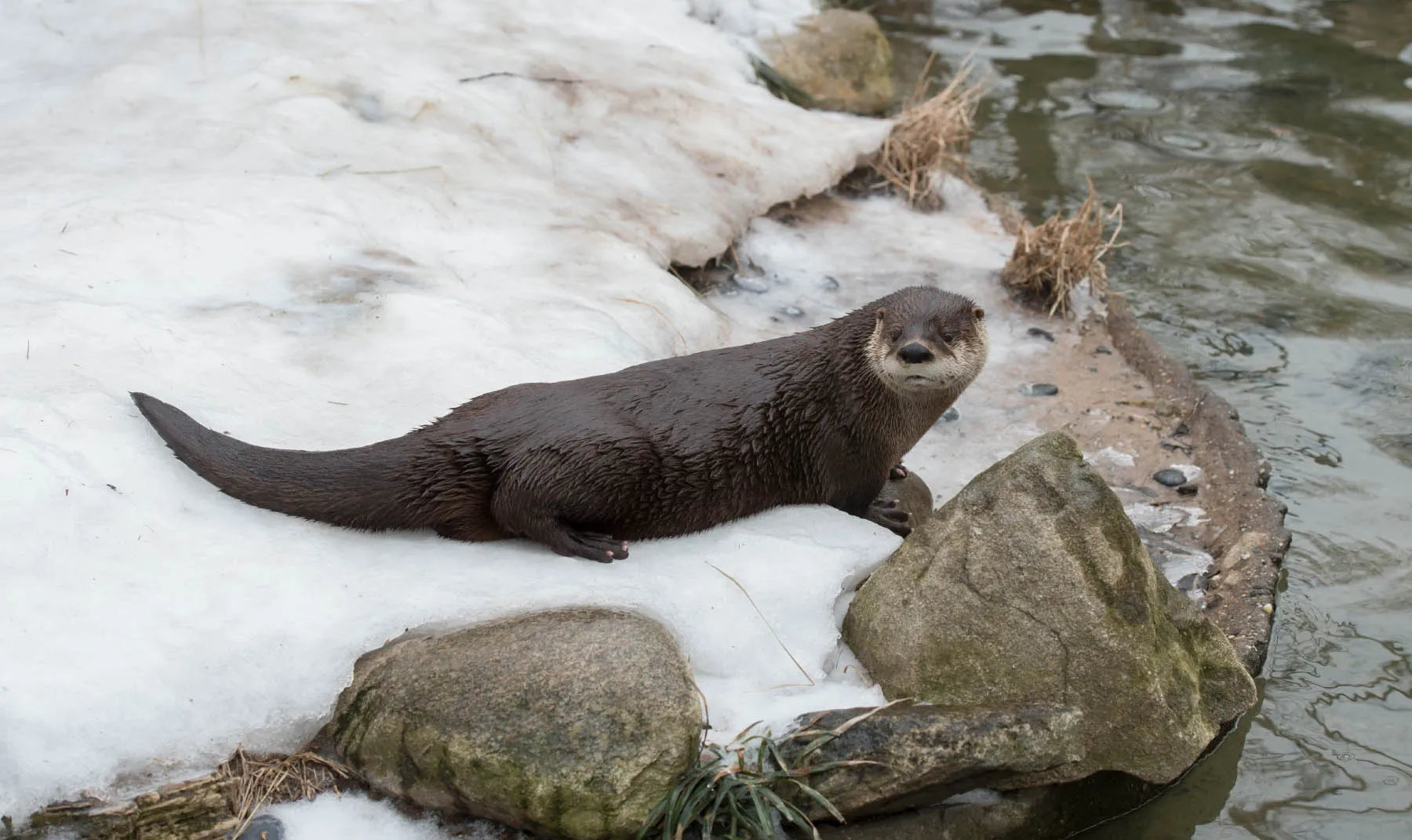Otters in Winter: Play, Warmth, and Viewing