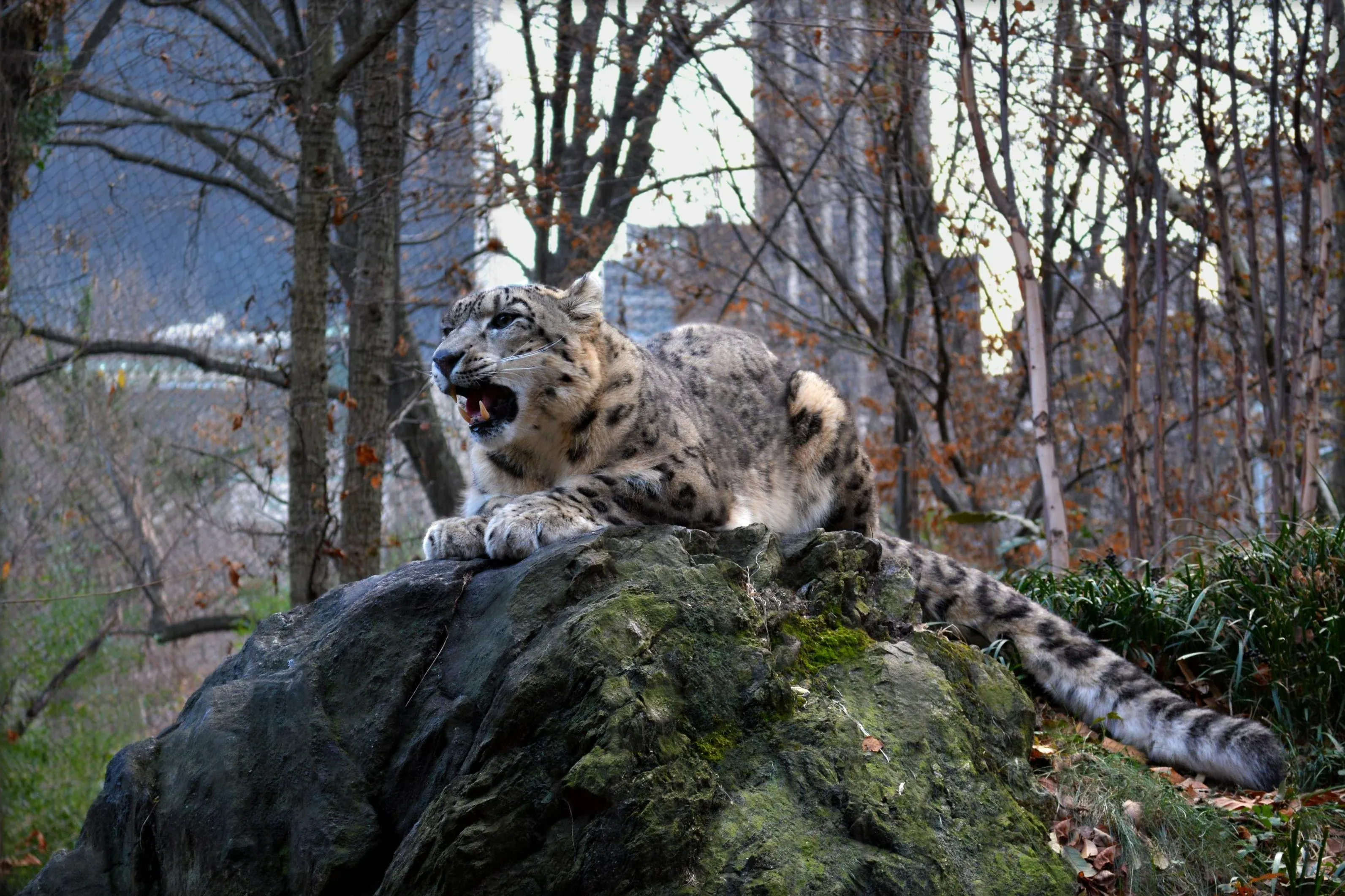 Snow leopard at Central Park Zoo