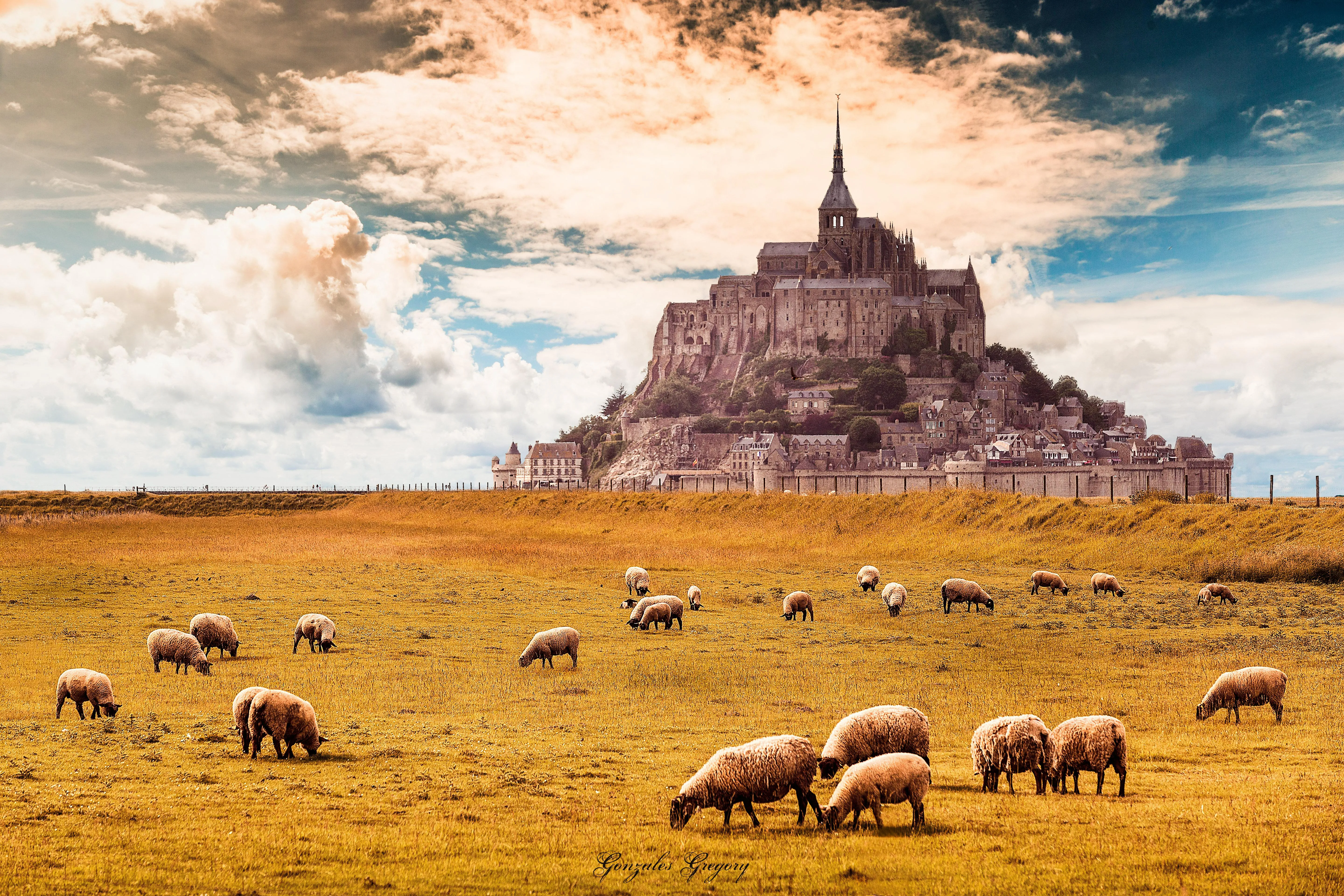 Mont-Saint-Michel Sheep View